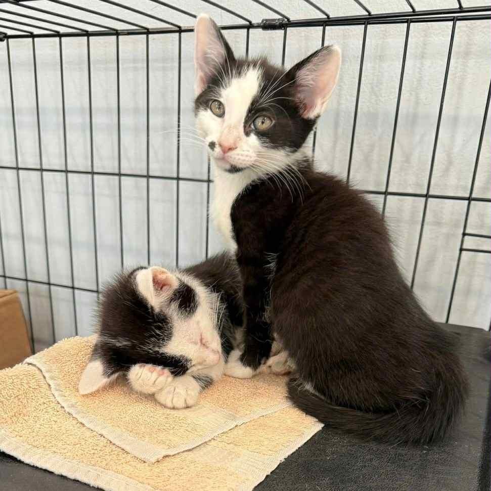 Cindy Clawford & Monroe, Young Female unknown