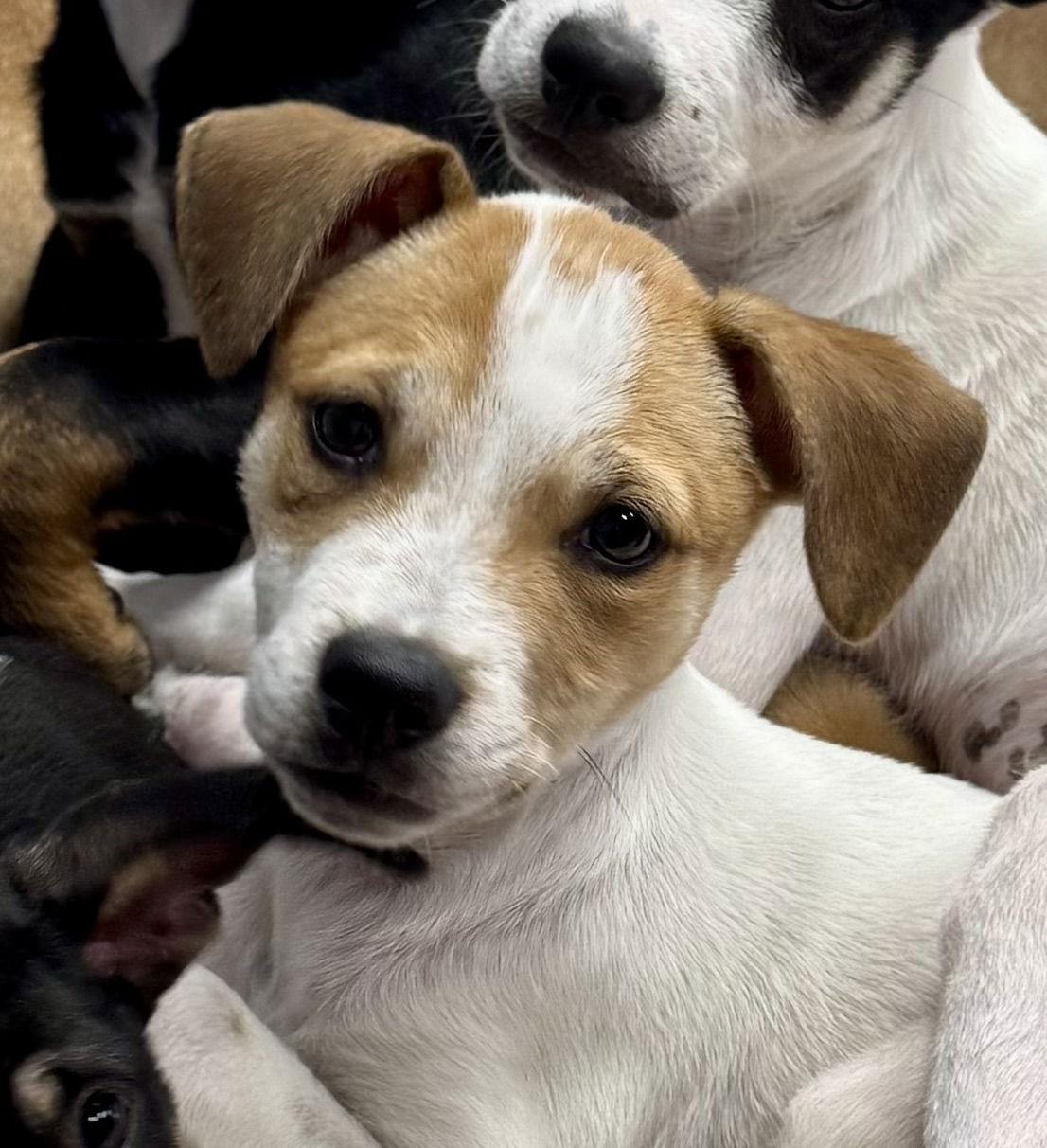 Kali, Adoptable, Puppy Female Labrador Retriever.