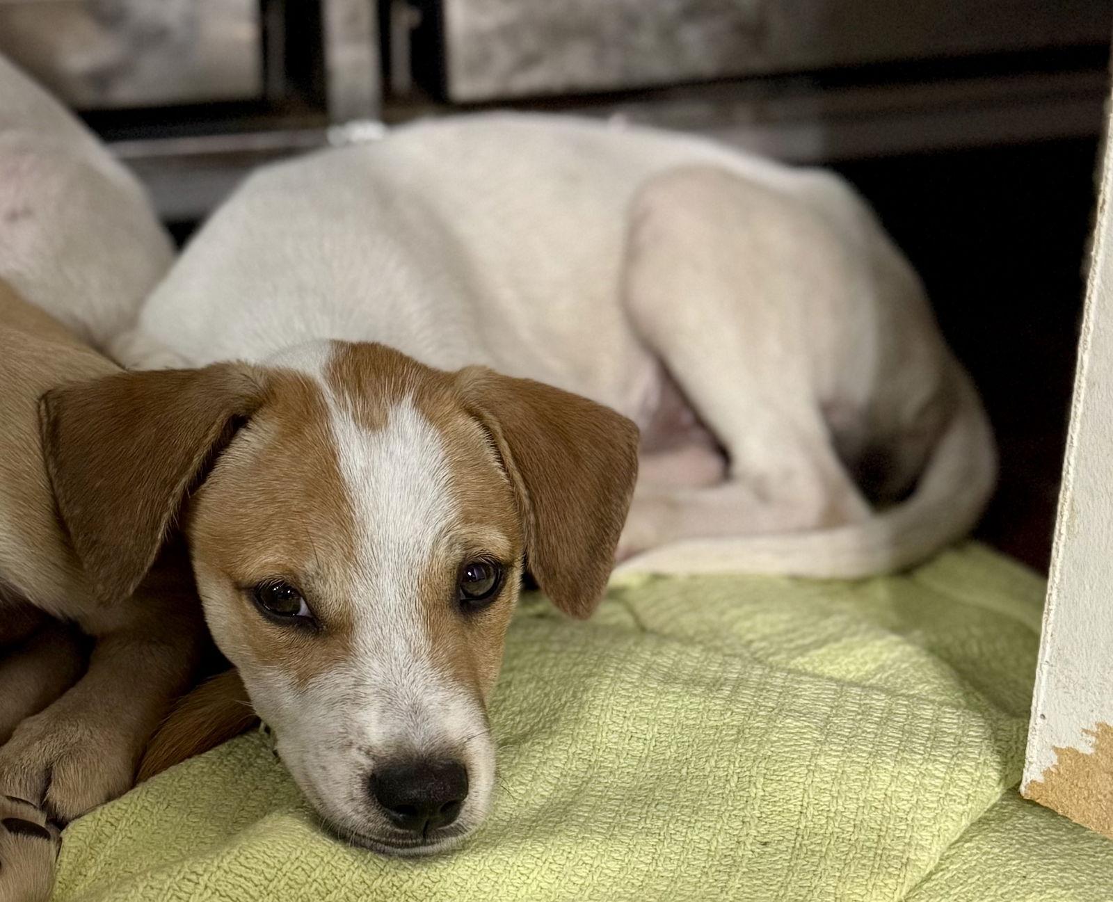 Enlarge Kali, a Adoptable Labrador Retriever in Lake Hopatcong, NJ image 3/3