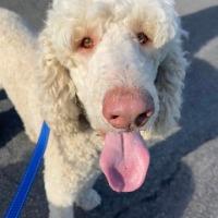 Gonzo, ADOPTABLE, Adult Male Labradoodle.