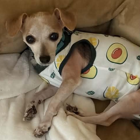 Enlarge Fedya, an adoptable Chihuahua in Marana, AZ image 2/2