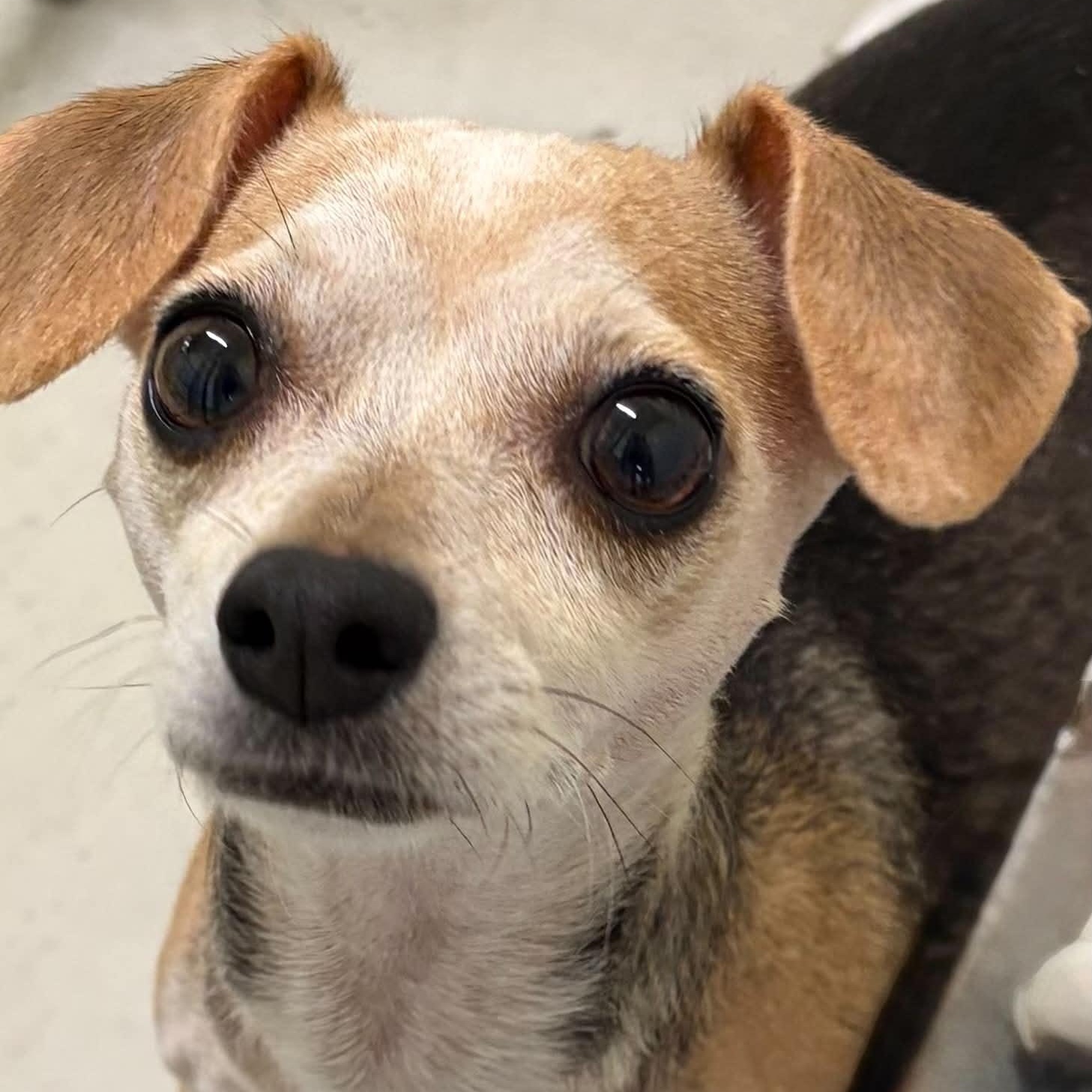 Fedya, adoptable, Adult Female Chihuahua.