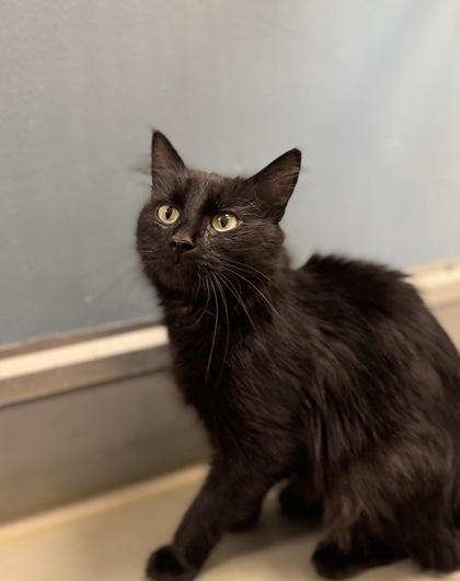 Juno, a ADOPTABLE mixed breed in Eagle, CO image 2/2
