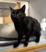 Juno, a ADOPTABLE mixed breed in Eagle, CO image 1/2
