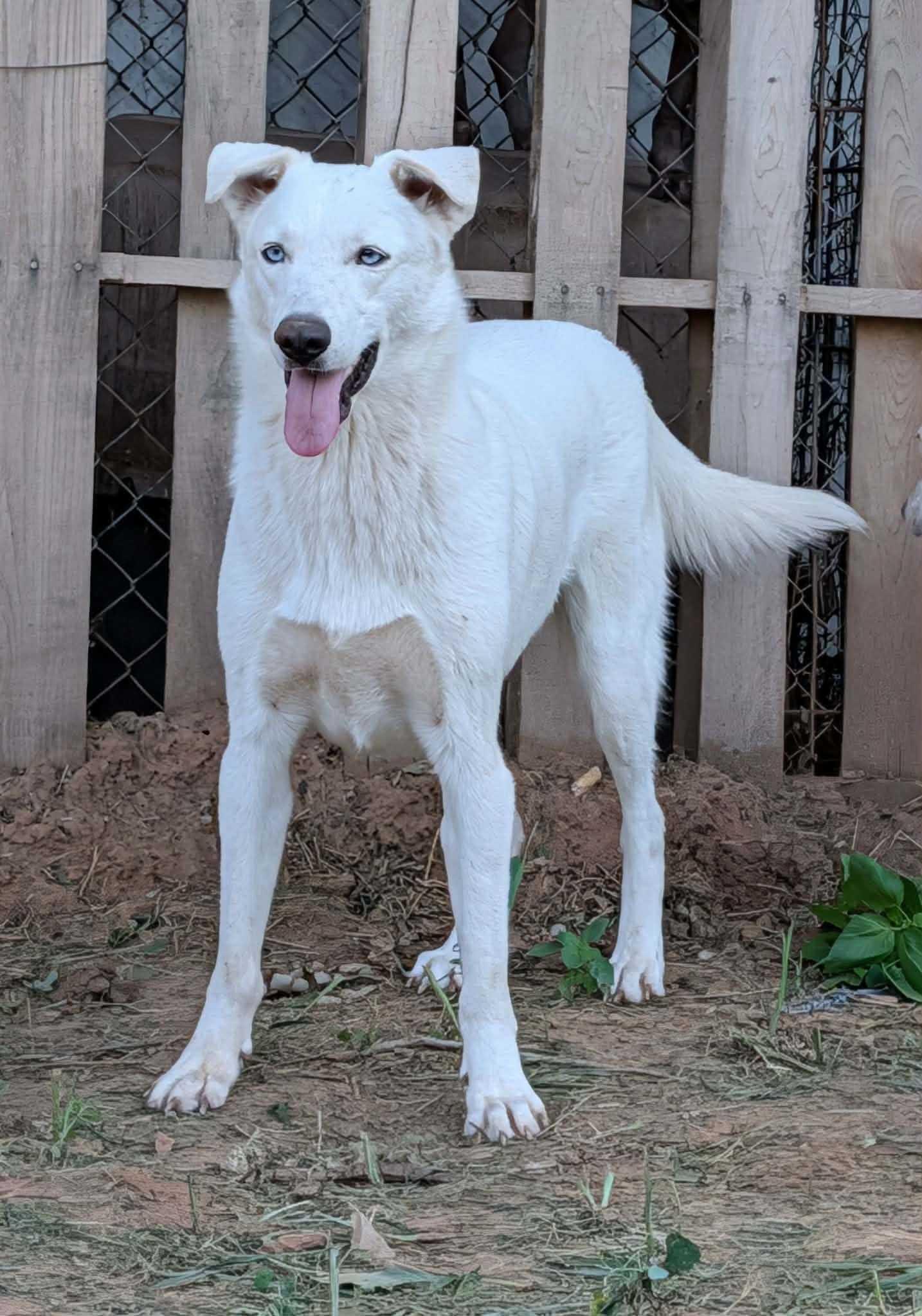 Razzberry, ADOPTABLE, Young Female Husky.