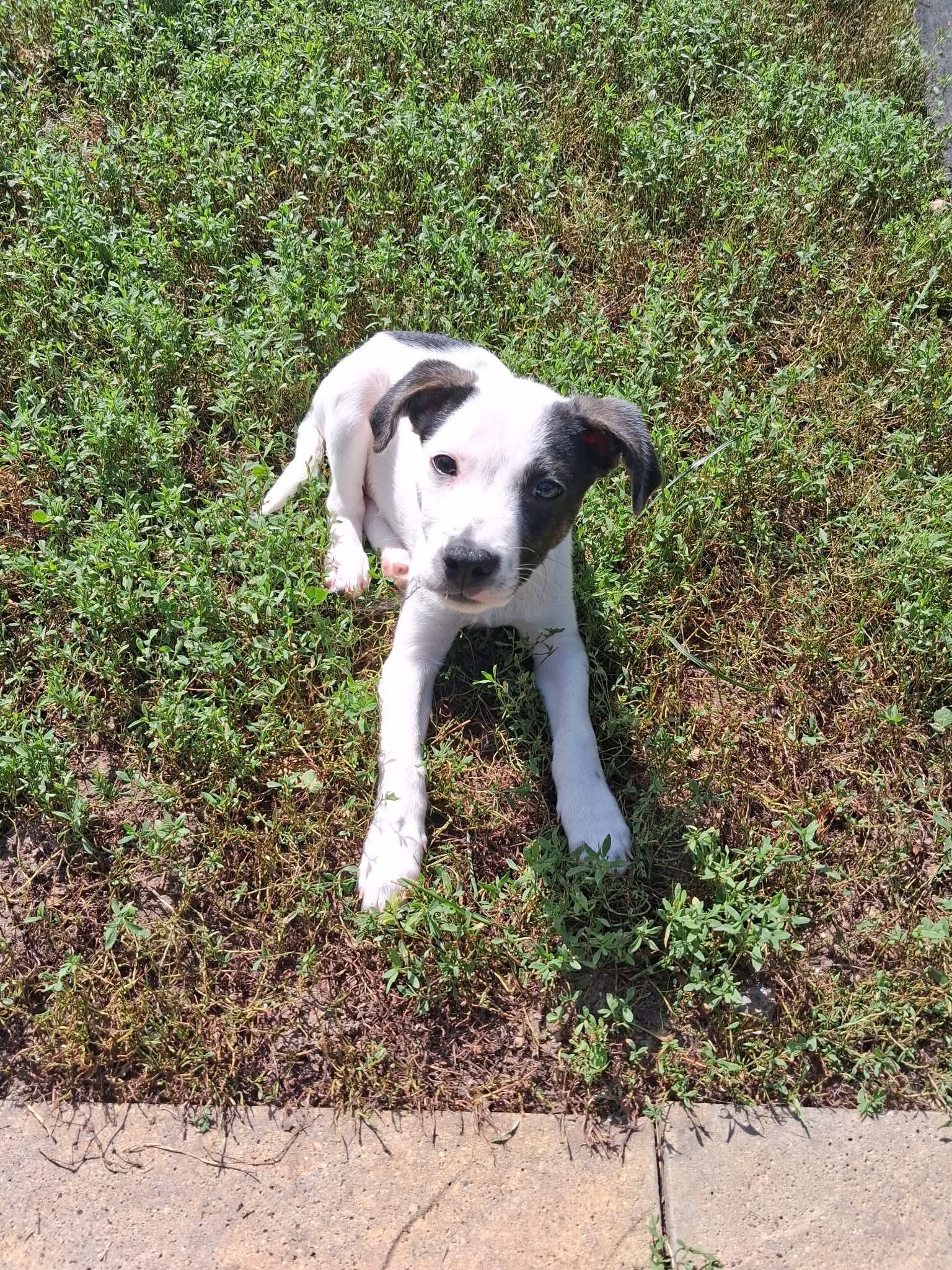 Eddie, ADOPTABLE, Puppy Male Rat Terrier & Terrier.