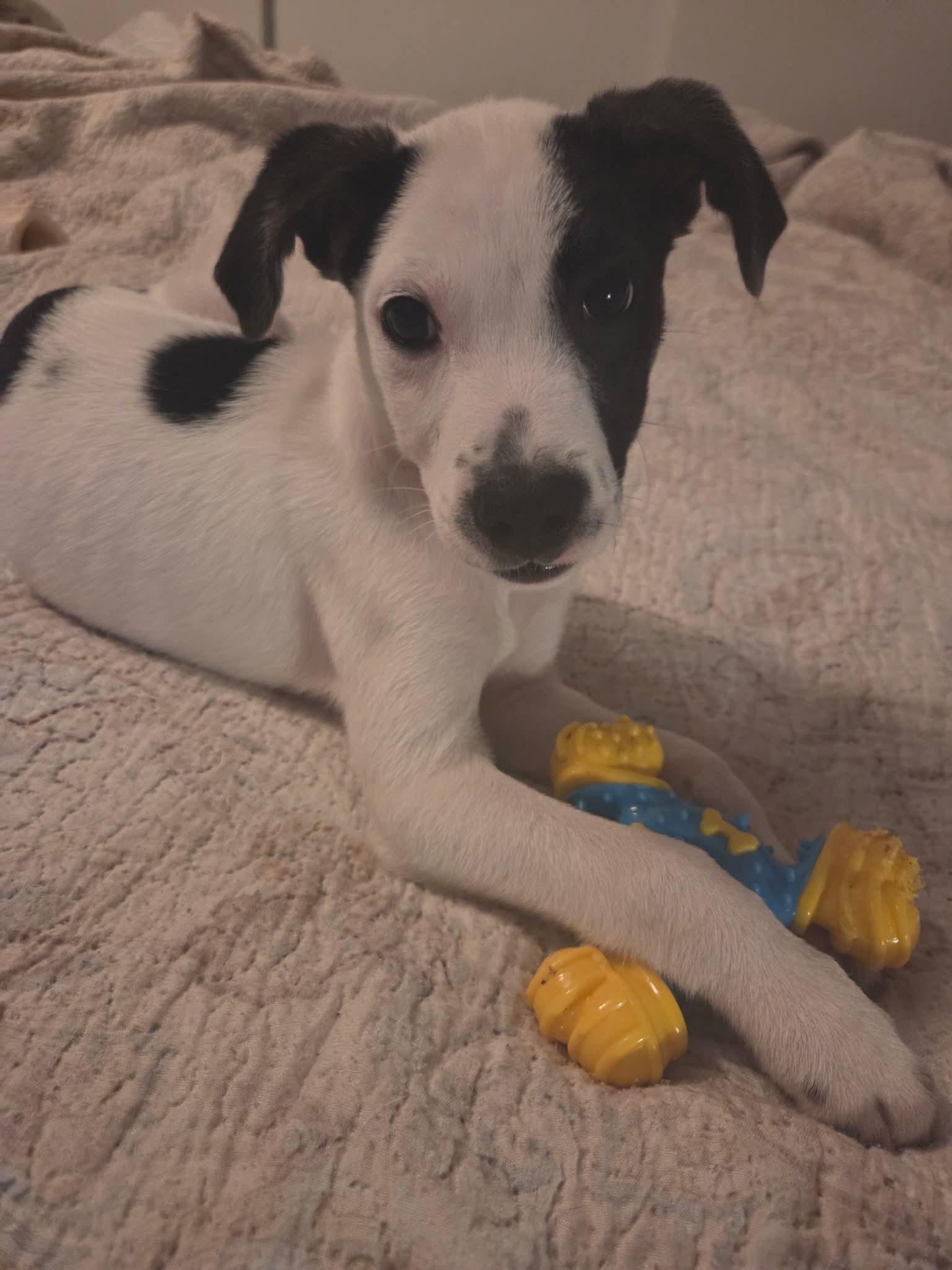 Eddie, a ADOPTABLE mixed breed in South Elgin, IL image 6/6