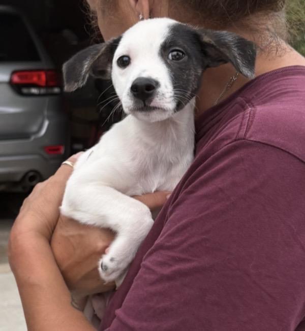 Eddie, a ADOPTABLE mixed breed in South Elgin, IL image 5/6