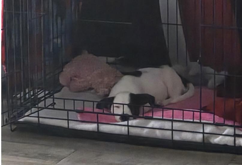 Eddie, a ADOPTABLE mixed breed in South Elgin, IL image 4/6