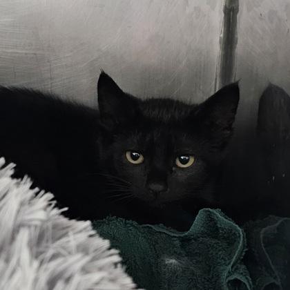 Journey (red collar), Adoptable, Young Female Domestic Short Hair & Domestic Short Hair.