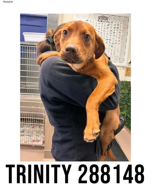 TRINITY, Adoptable, Young Female Mixed Breed.