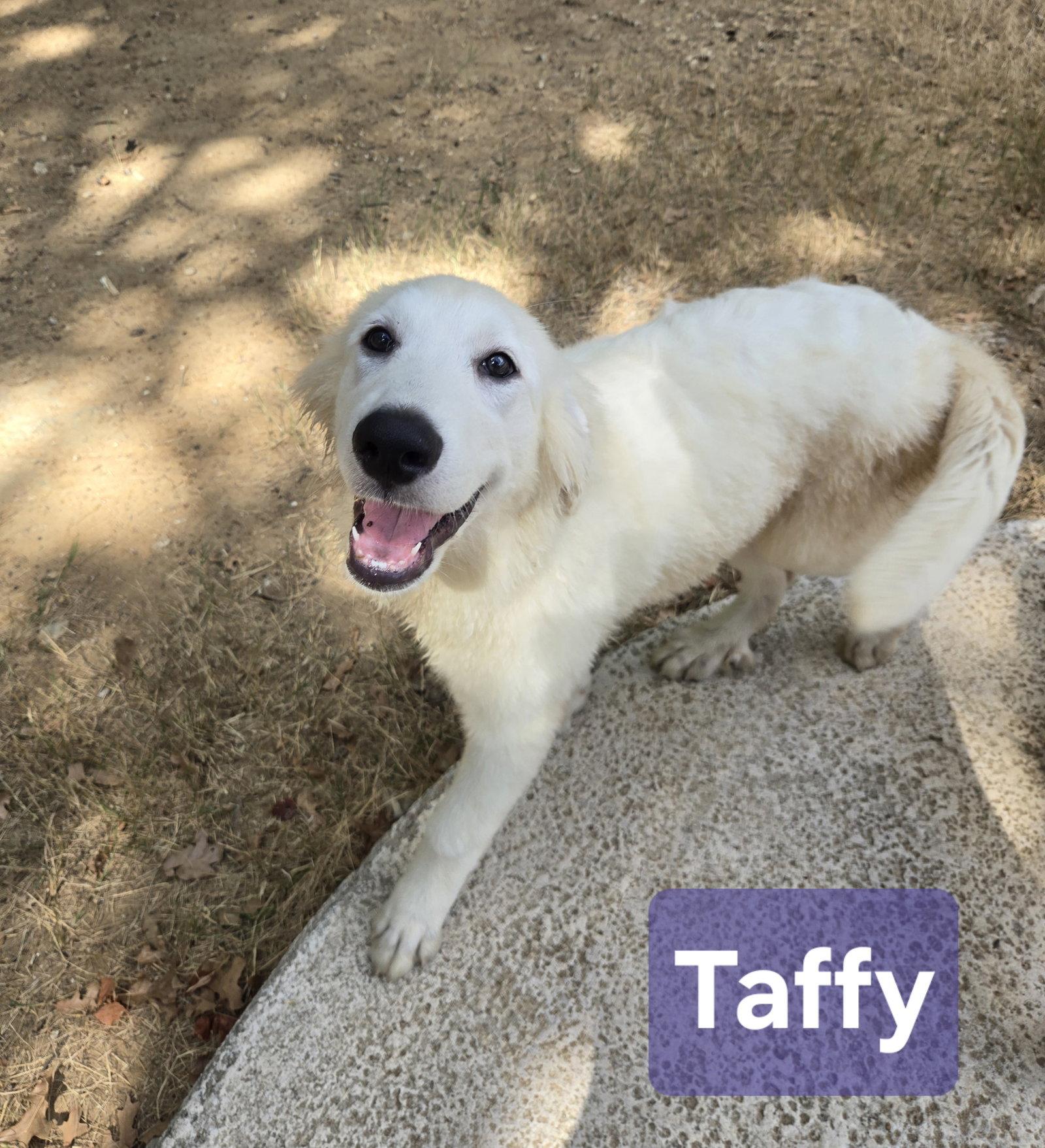 Taffy photo