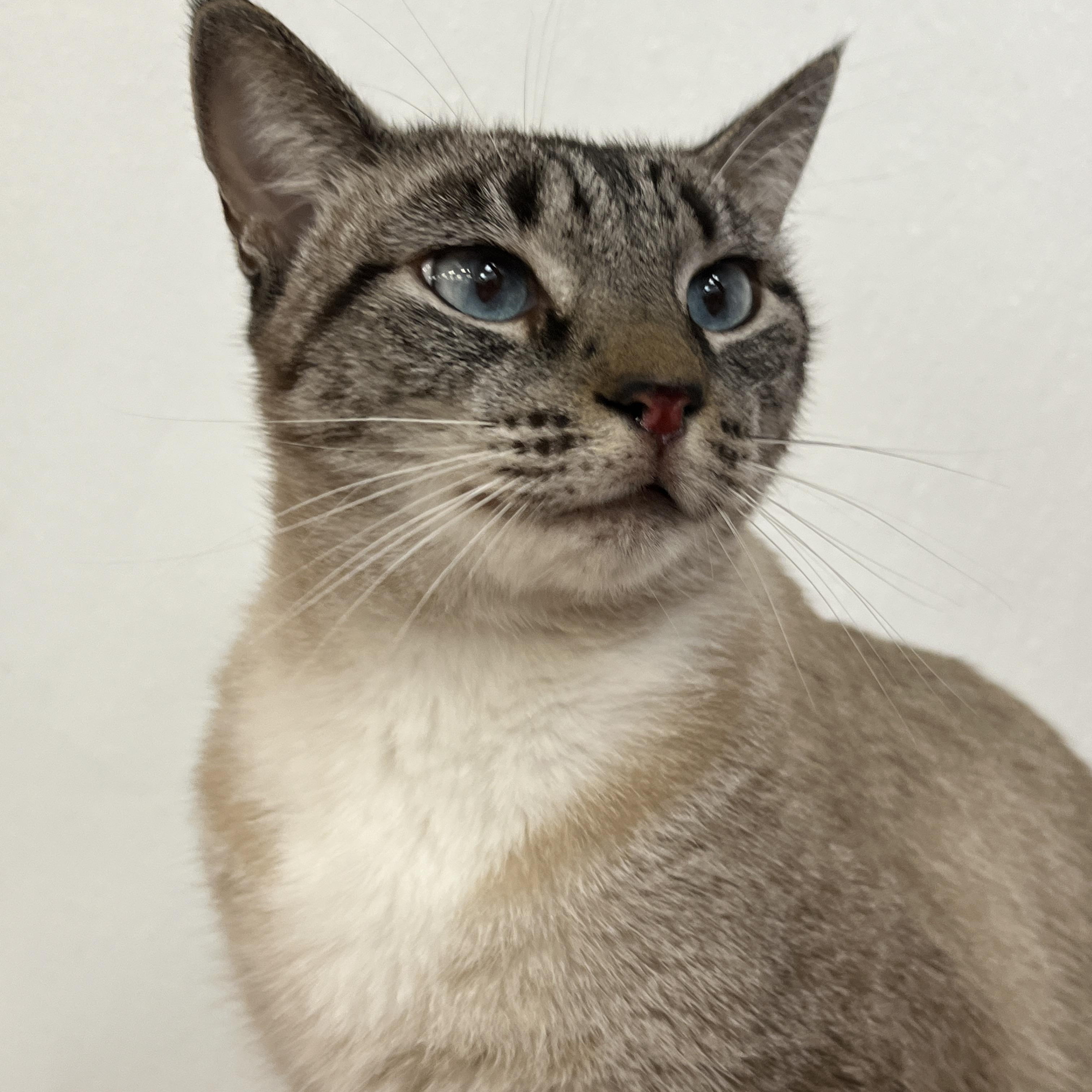 Enlarge Poppy, a Adopted mixed breed in Bradenton, FL image 1/5