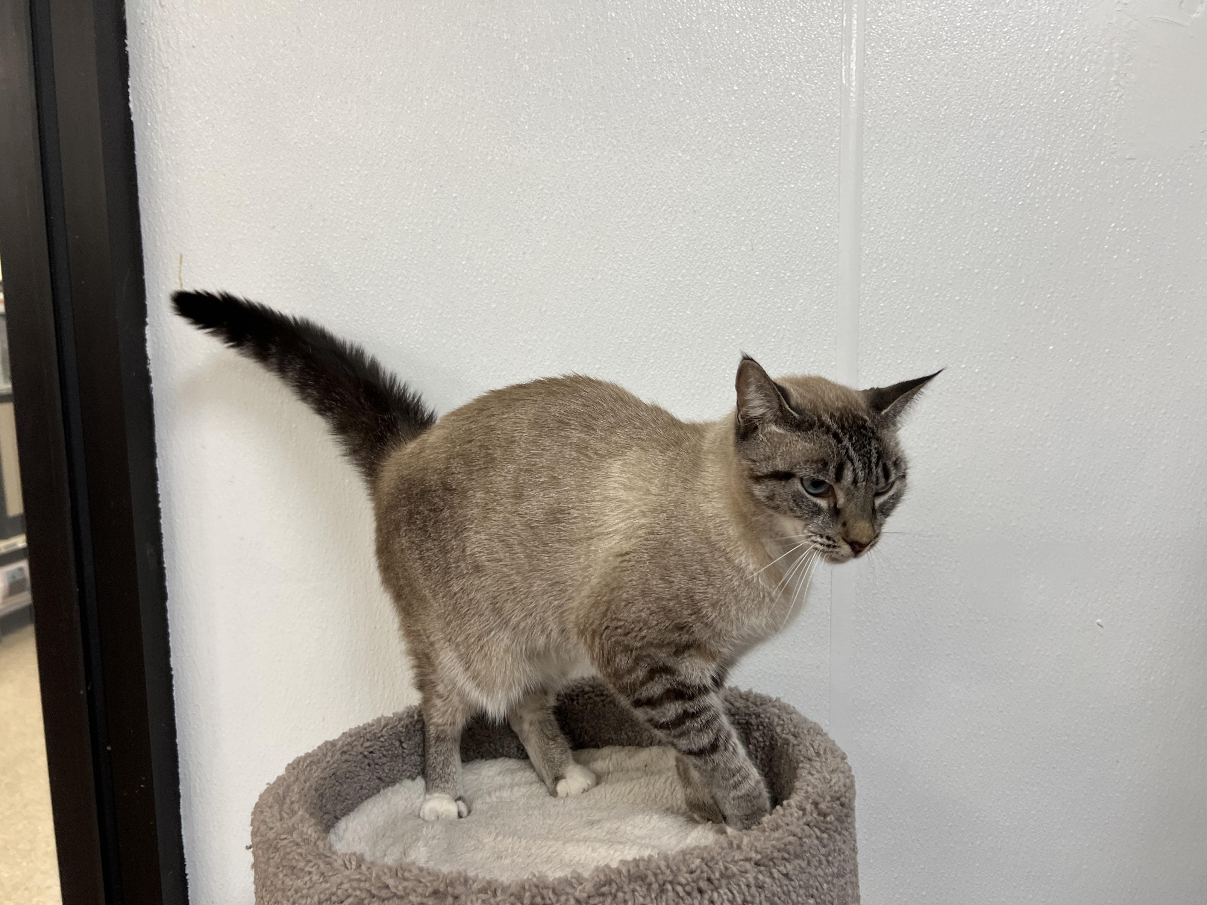 Enlarge Poppy, a Adopted mixed breed in Bradenton, FL image 2/5