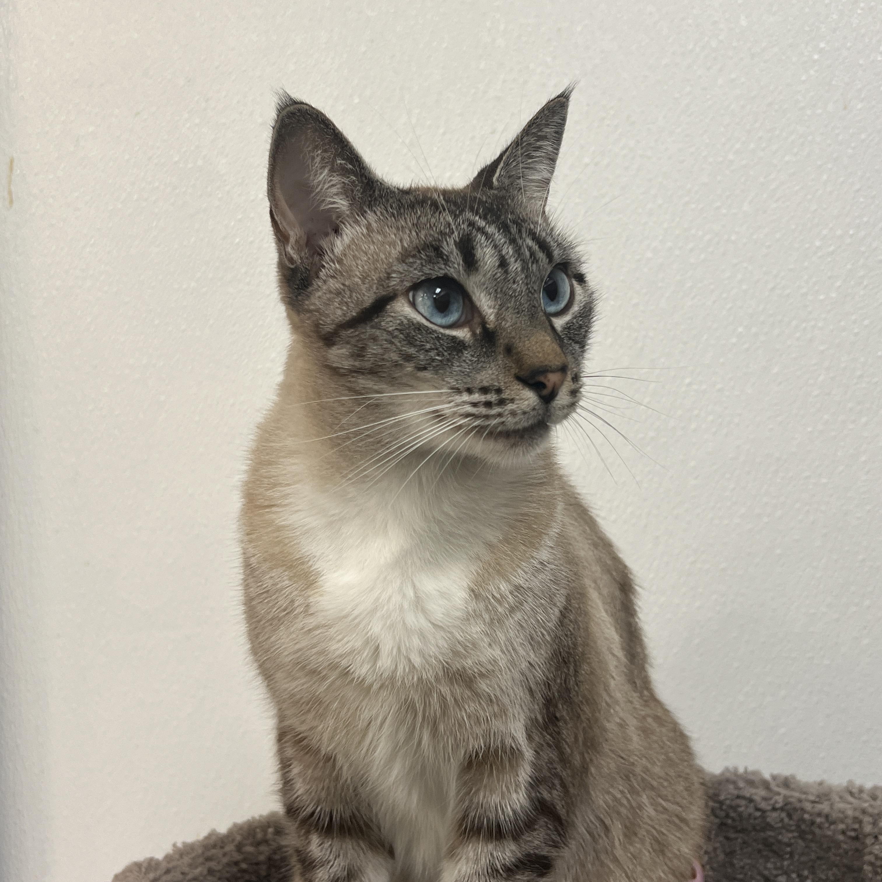 Enlarge Poppy, a Adopted mixed breed in Bradenton, FL image 3/5