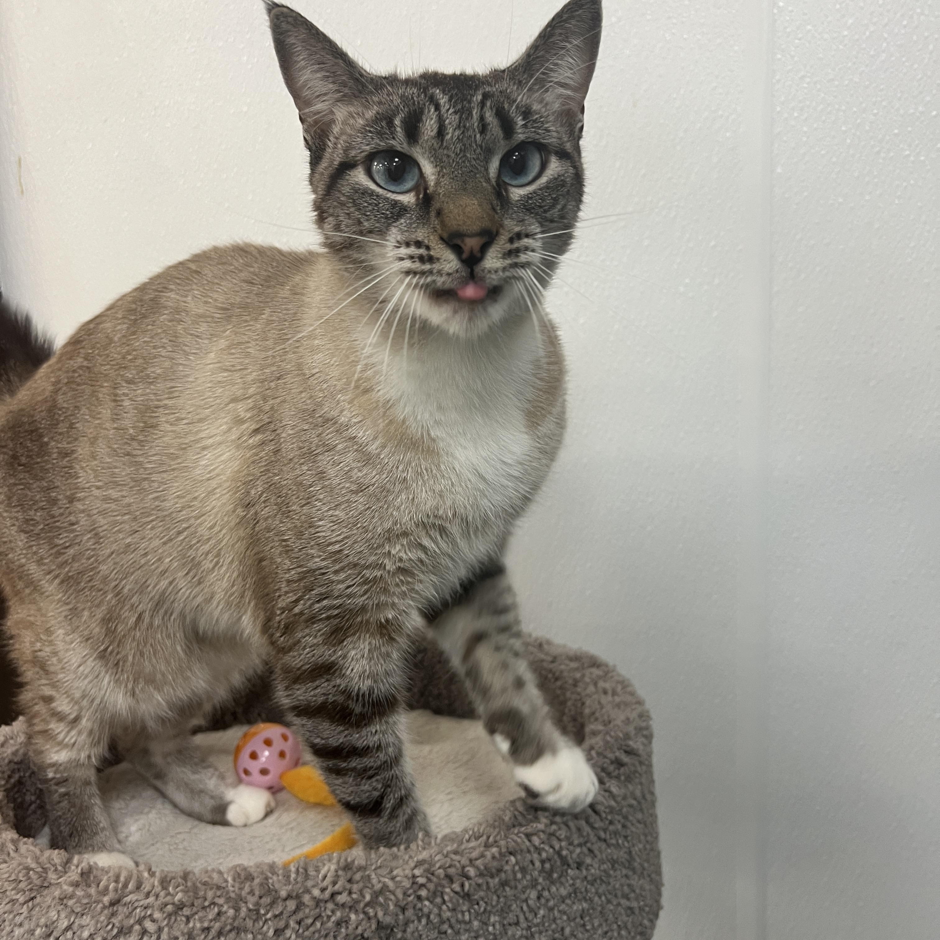 Enlarge Poppy, a Adopted mixed breed in Bradenton, FL image 5/5