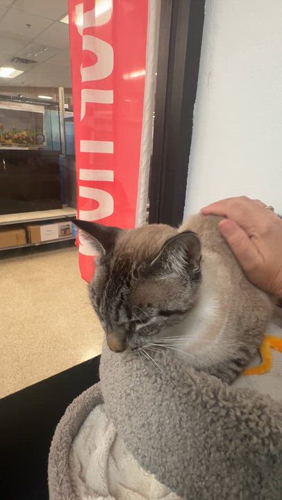 Enlarge Poppy, a Adopted mixed breed in Bradenton, FL video 4/5