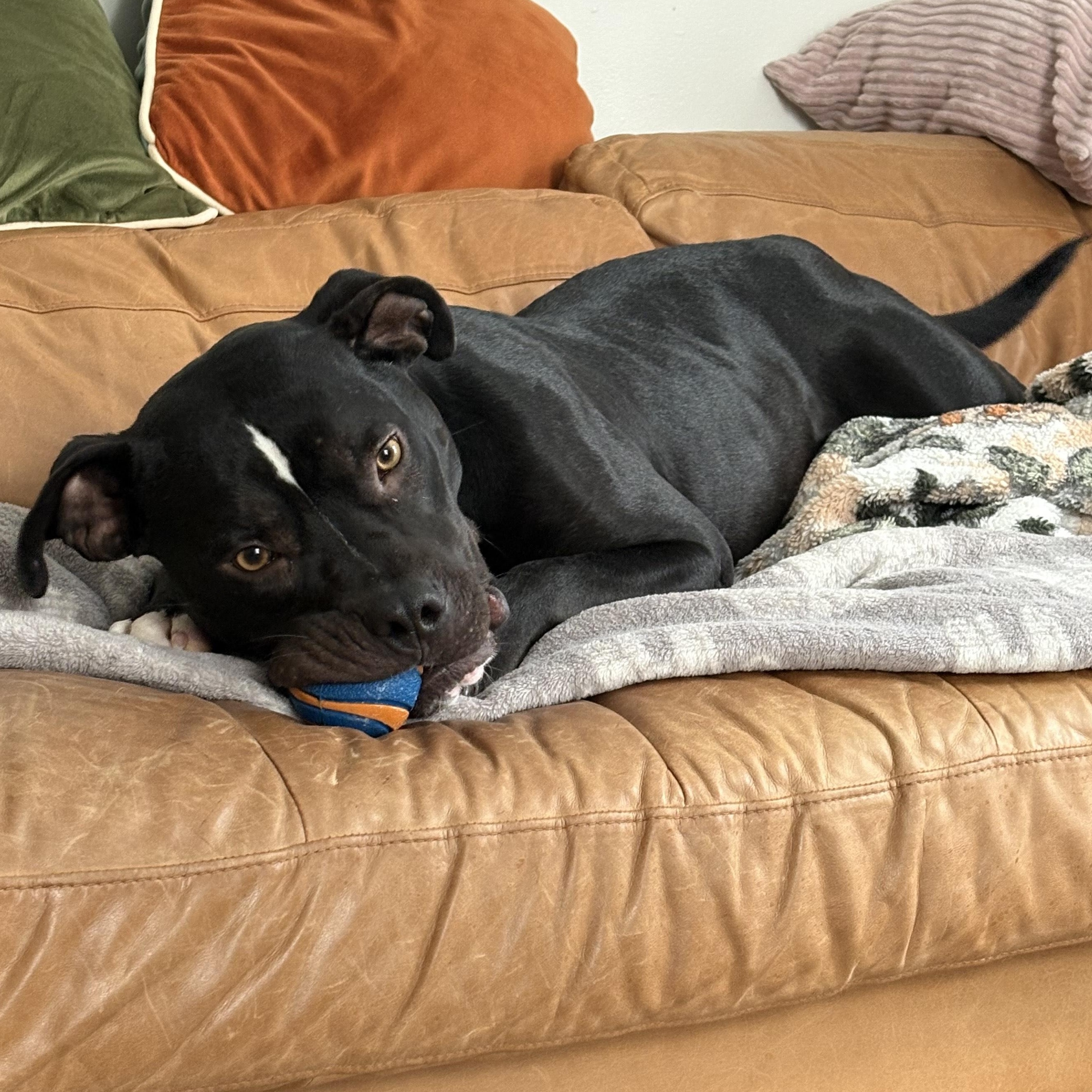 Enlarge Marvin, a Adoptable mixed breed in Detroit, MI image 4/6