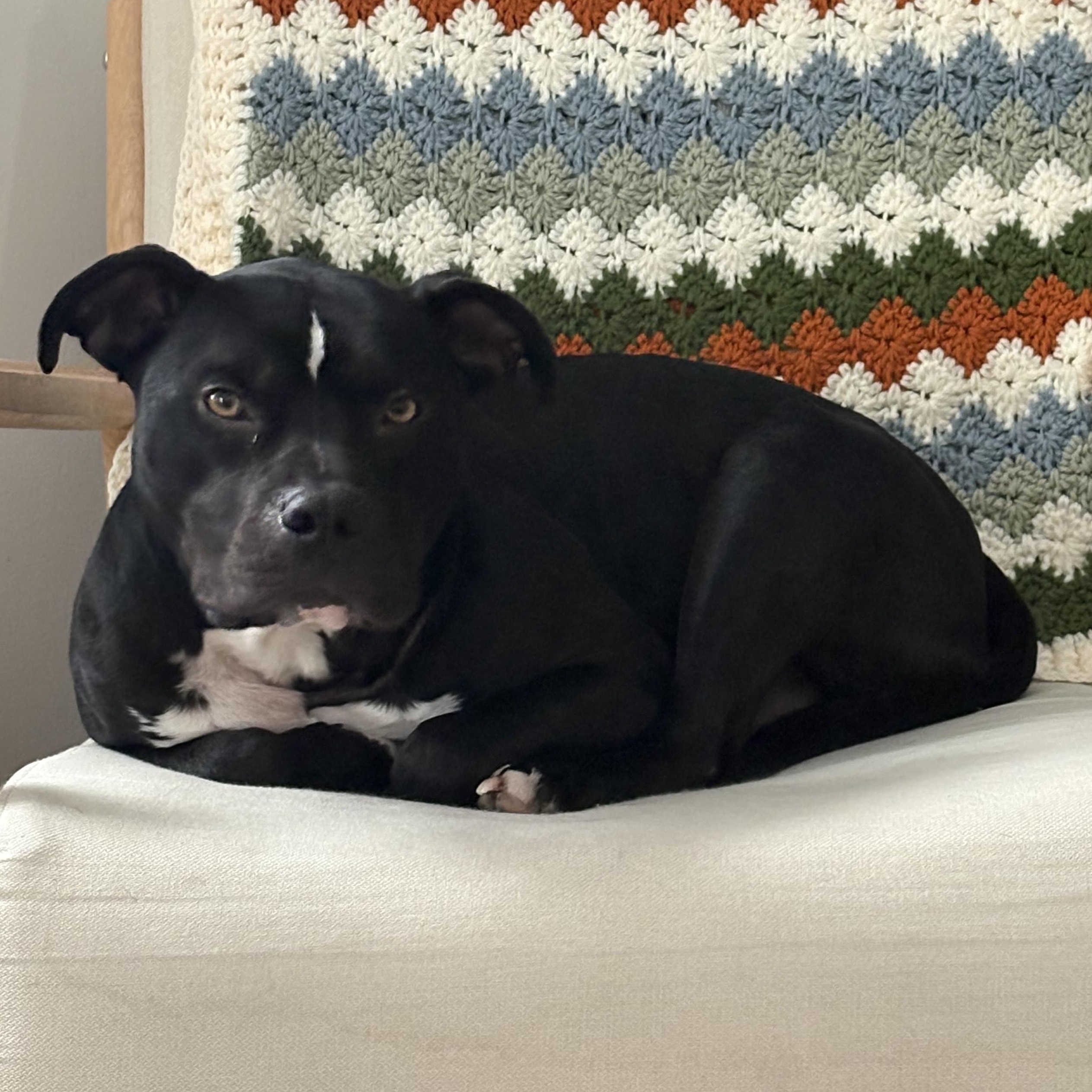 Marvin, Adoptable, Adult Male Pit Bull Terrier & Mixed Breed.