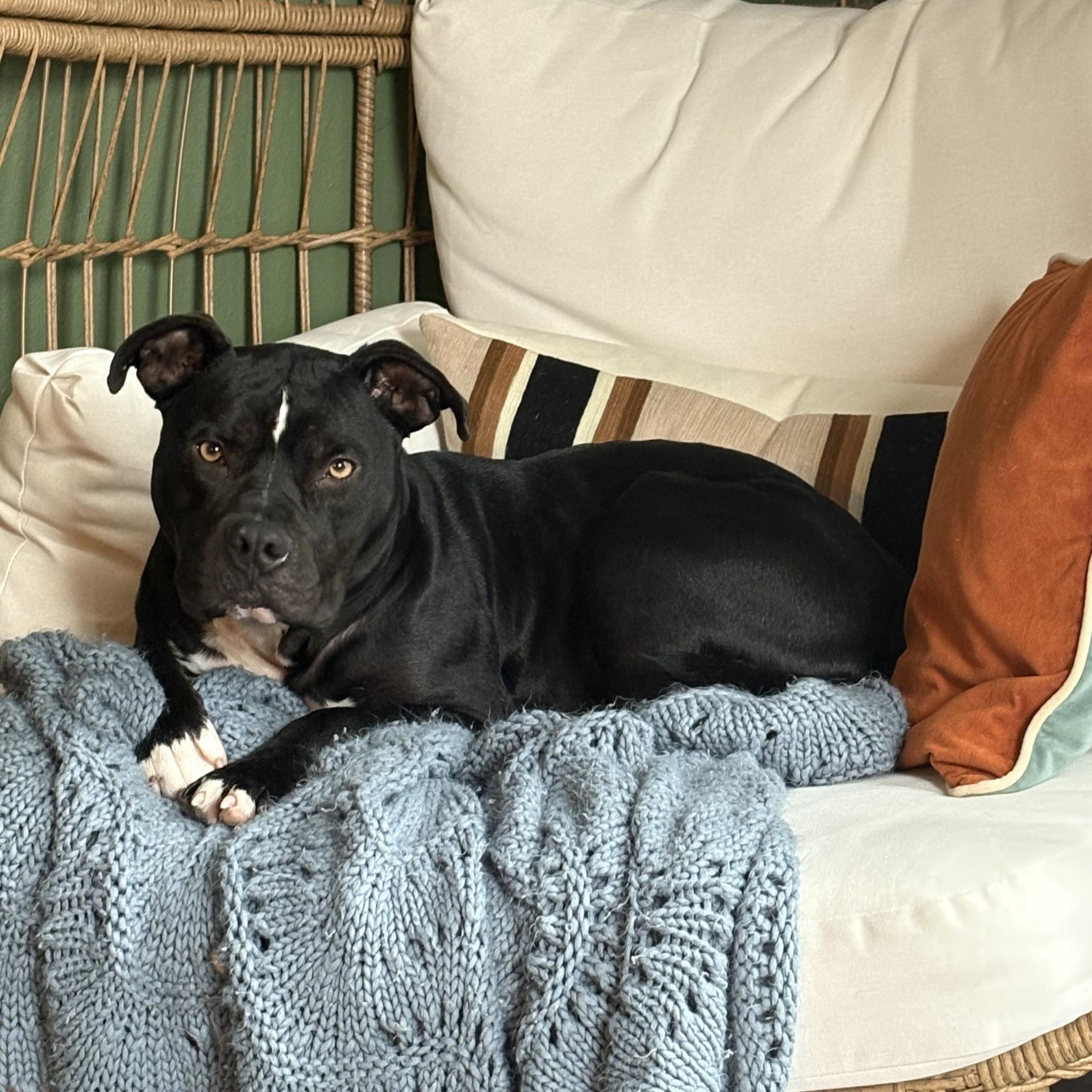 Enlarge Marvin, a Adoptable mixed breed in Detroit, MI image 3/6