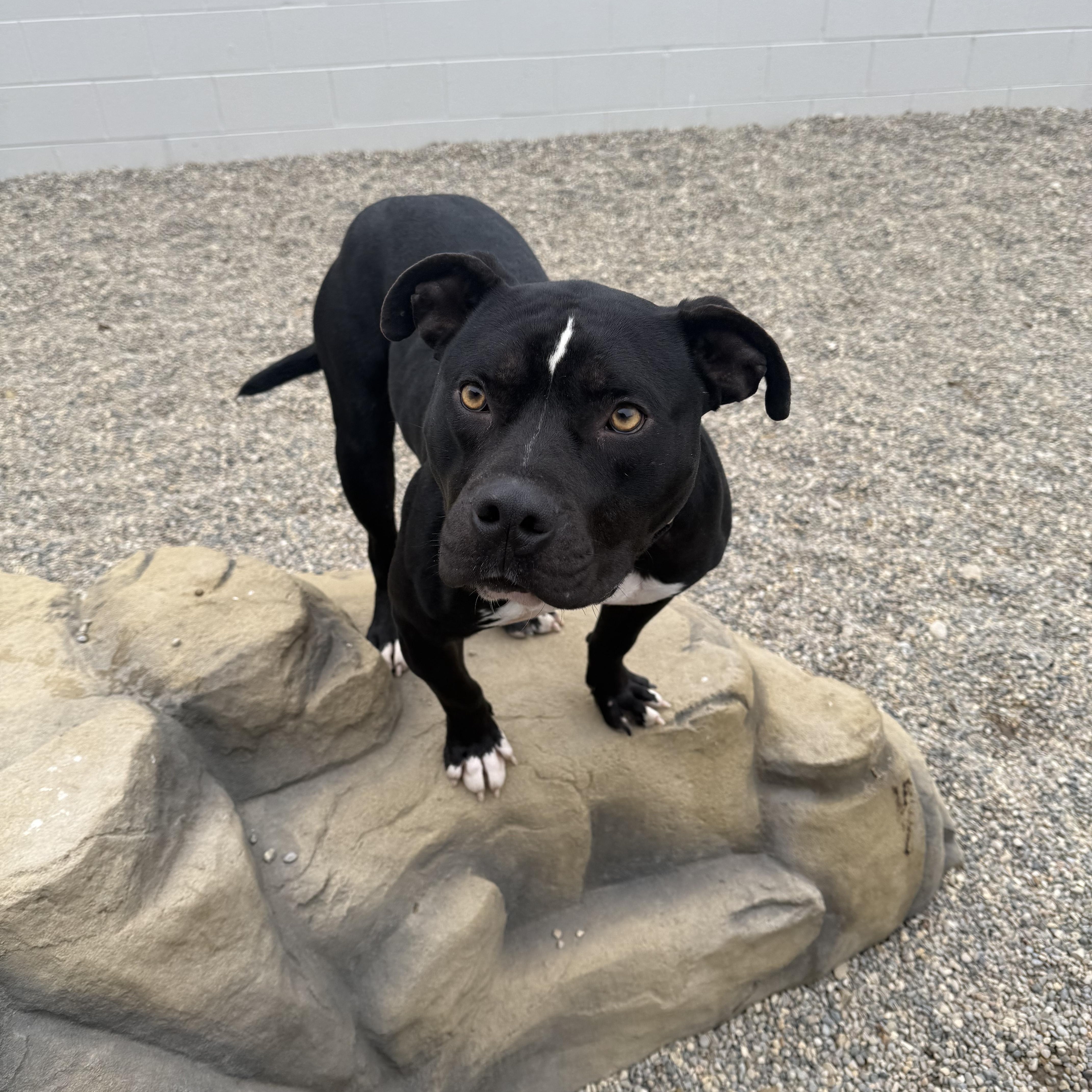 Enlarge Marvin, a Adoptable mixed breed in Detroit, MI image 6/6