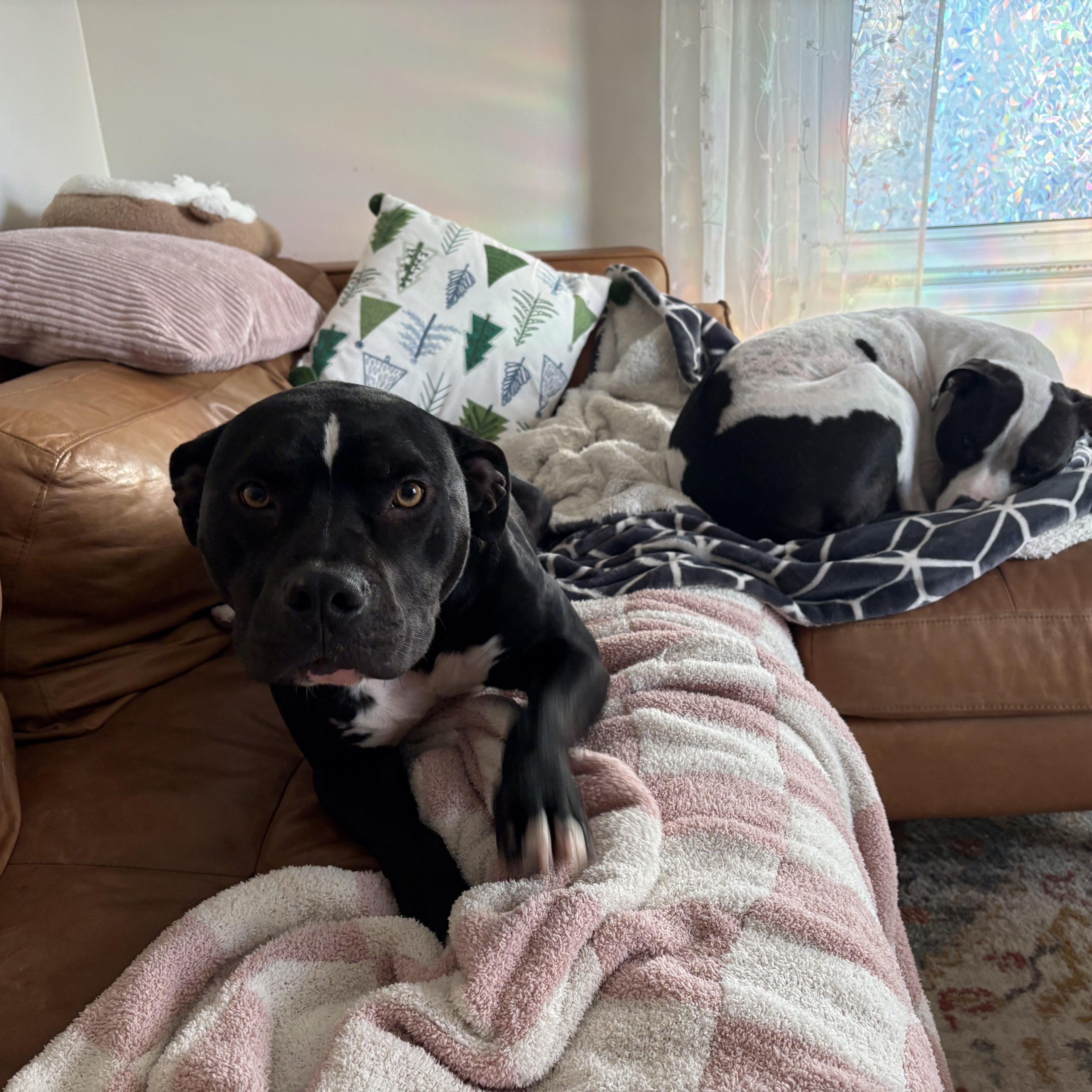 Enlarge Marvin, a Adoptable mixed breed in Detroit, MI image 2/6