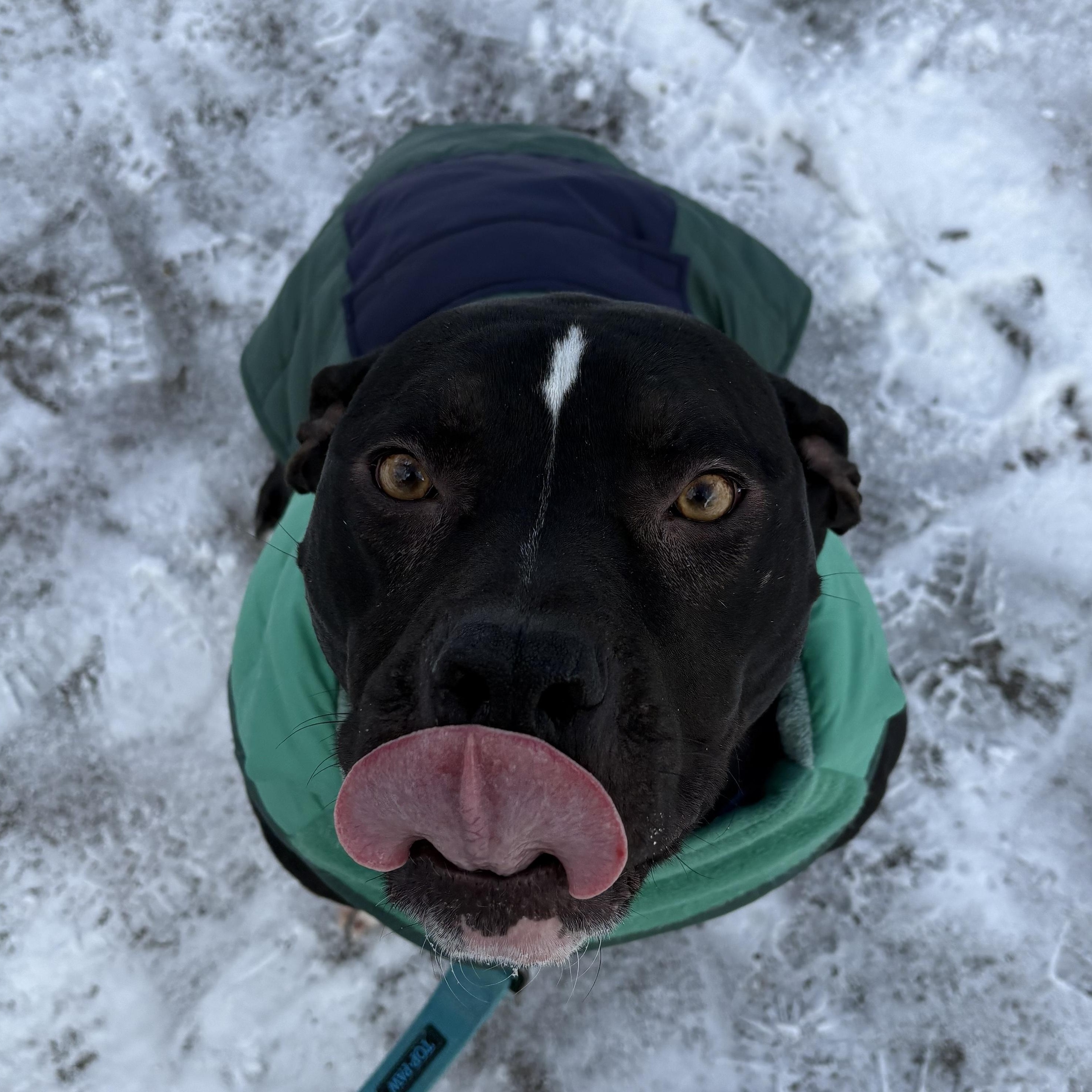 Enlarge Marvin, a Adoptable mixed breed in Detroit, MI image 5/6