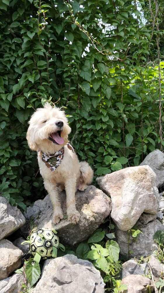 Cooper, Adoptable, Adult Male Maltese.