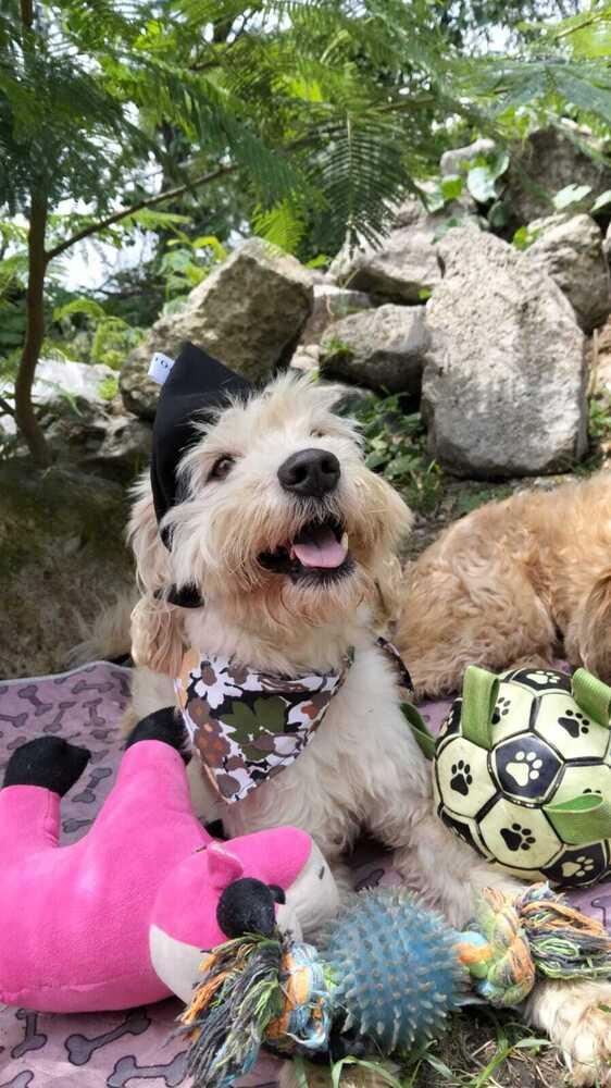 Enlarge Cooper, a Adoptable mixed breed in Gig Harbor, WA image 2/6