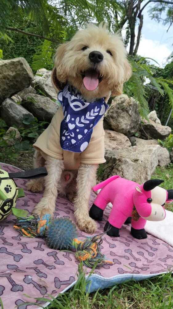 Enlarge Cooper, a Adoptable mixed breed in Gig Harbor, WA image 5/6