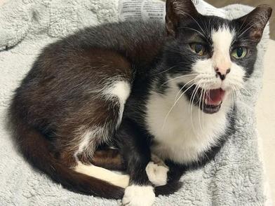 Enlarge Oreo, a Adoptable mixed breed in Latham, NY image 6/6