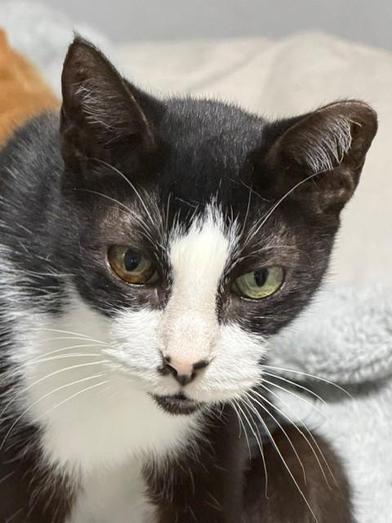 Enlarge Oreo, a Adoptable mixed breed in Latham, NY image 2/6