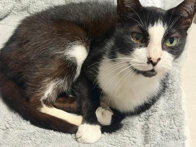 Enlarge Oreo, a Adoptable mixed breed in Latham, NY image 5/6