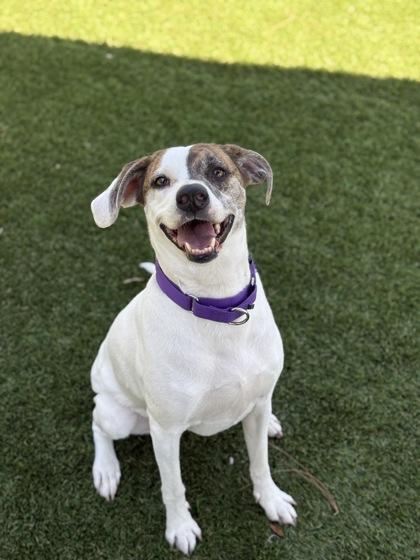 Ibi - 2, Adoptable, Adult Female Hound & Mixed Breed.