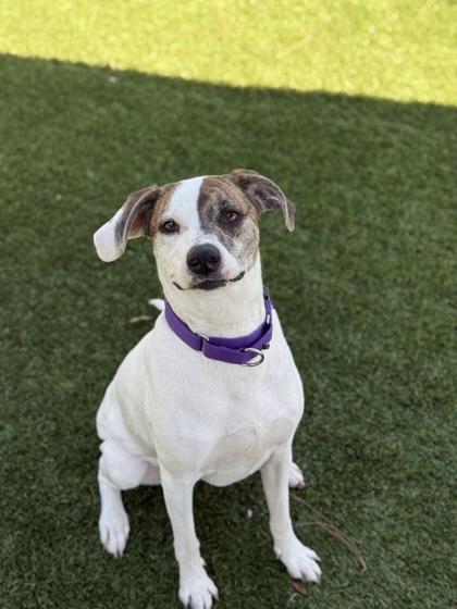 Enlarge Ibi - 2, a Adoptable mixed breed in Daytona Beach, FL image 2/2