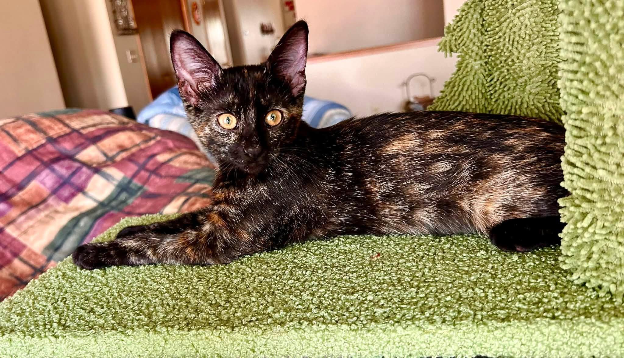 Enlarge LeeLee, a ADOPTABLE Tortoiseshell in De Pere, WI image 2/5