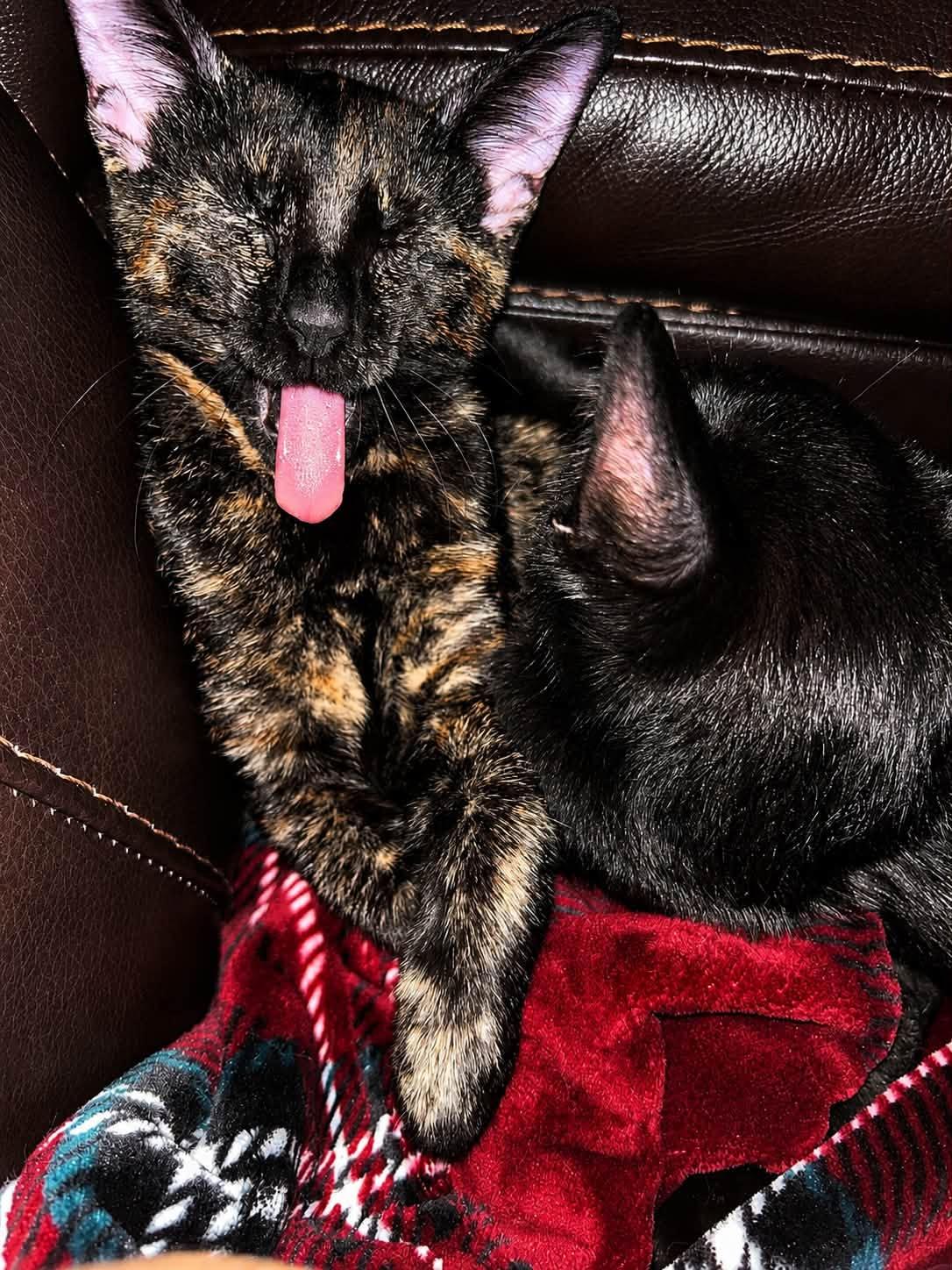 Enlarge LeeLee, a ADOPTABLE Tortoiseshell in De Pere, WI image 3/5