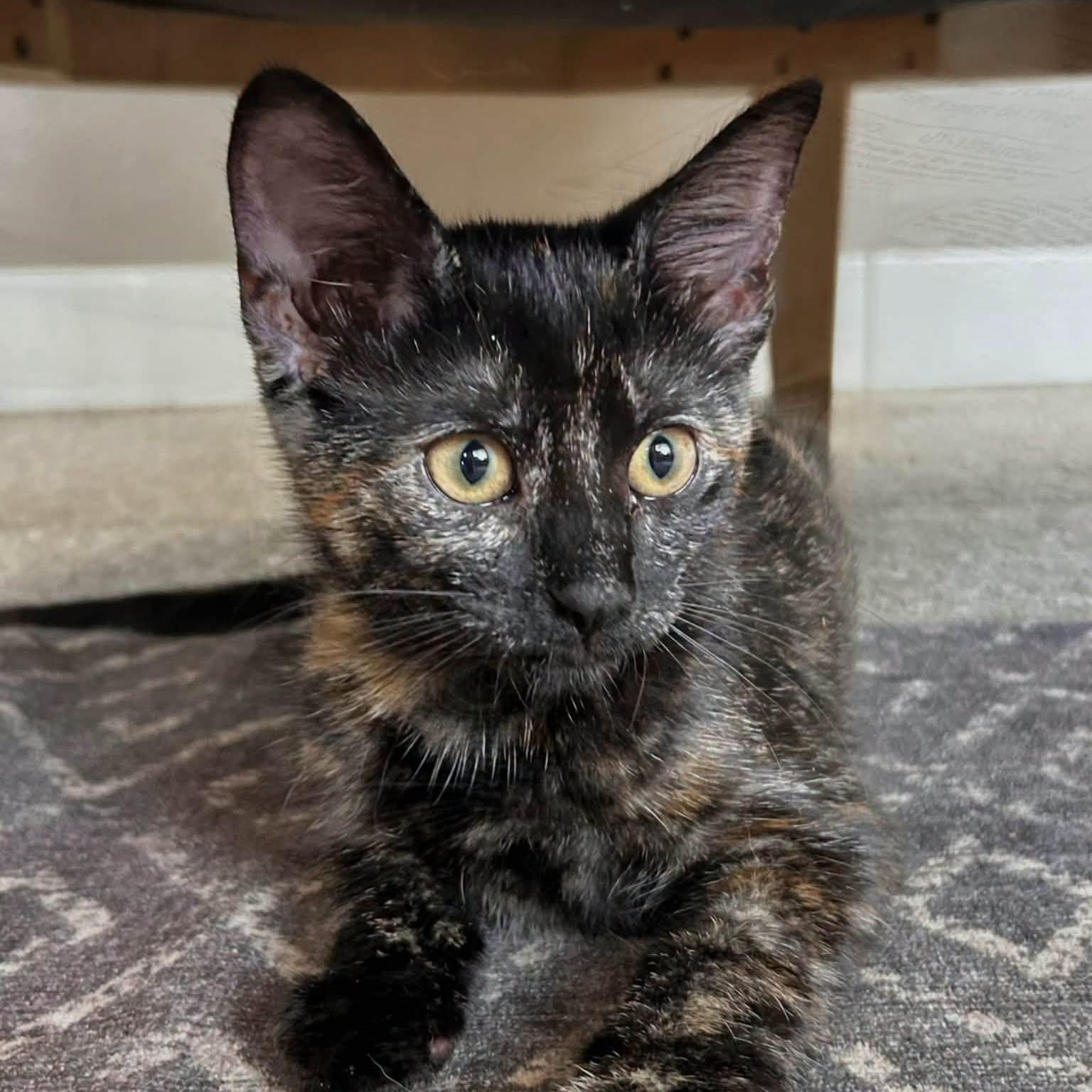 Enlarge LeeLee, a ADOPTABLE Tortoiseshell in De Pere, WI image 1/5