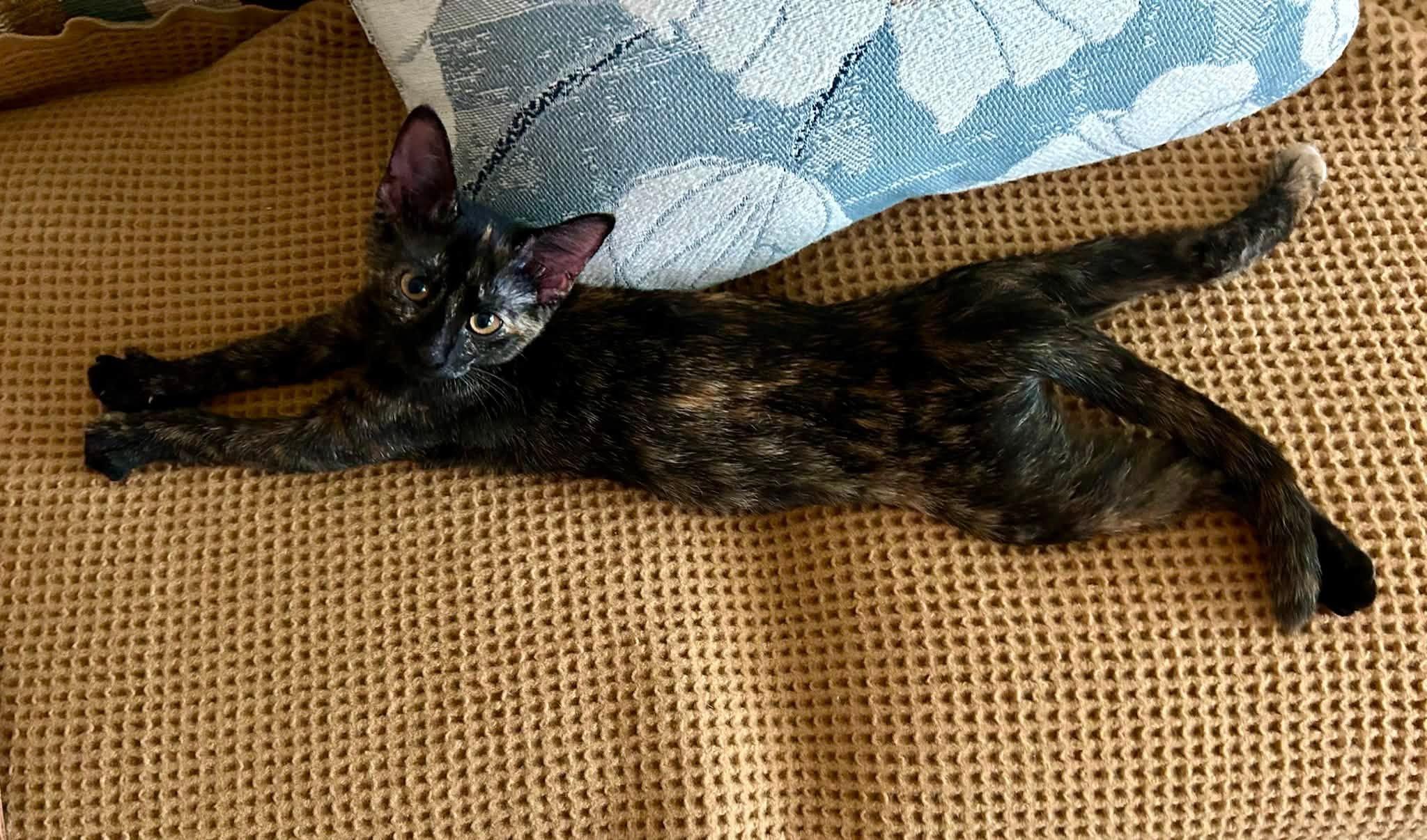 Enlarge LeeLee, a ADOPTABLE Tortoiseshell in De Pere, WI image 5/5