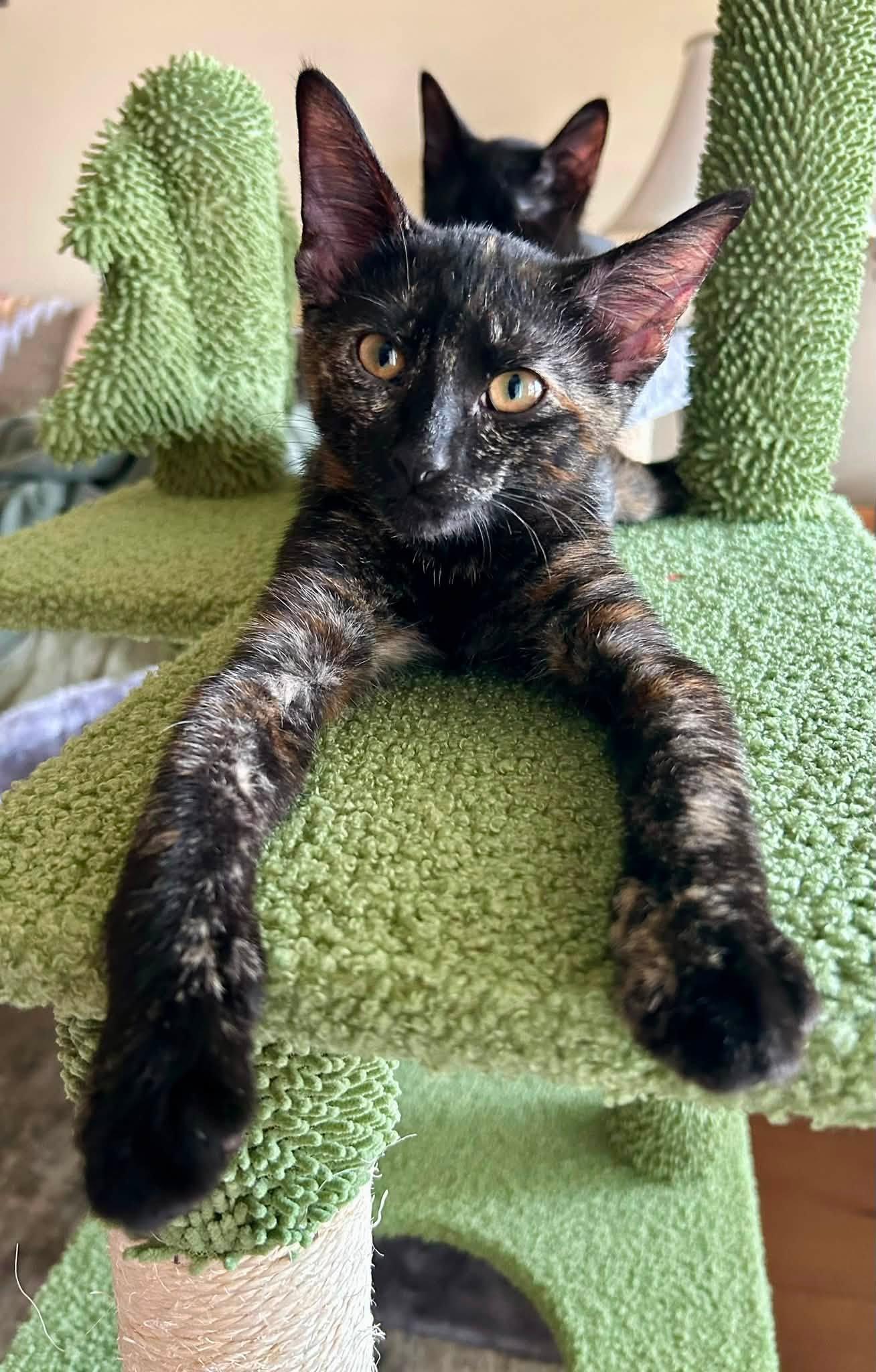 Enlarge LeeLee, a ADOPTABLE Tortoiseshell in De Pere, WI image 4/5