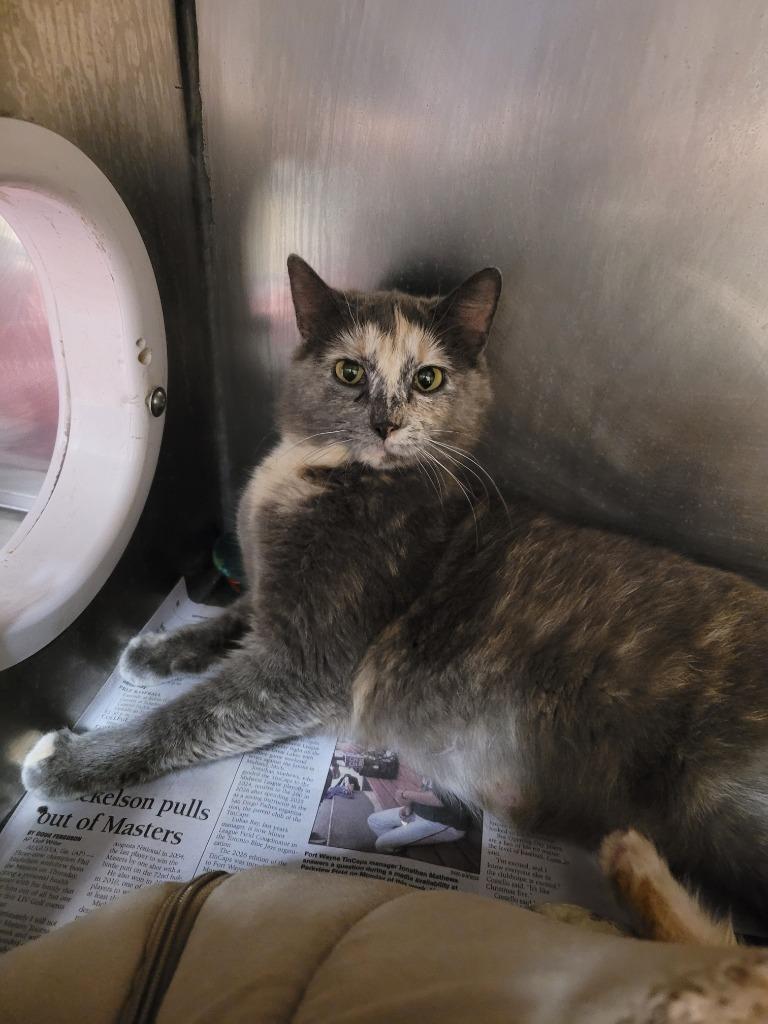 Mamma Mia, Adoptable, Young Female Domestic Short Hair.