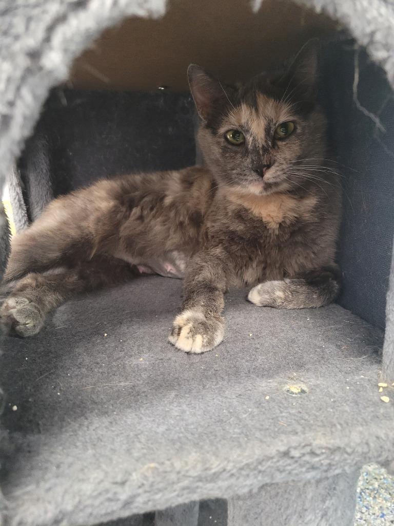 Enlarge Mamma Mia, a Adoptable mixed breed in Angola, IN image 2/2