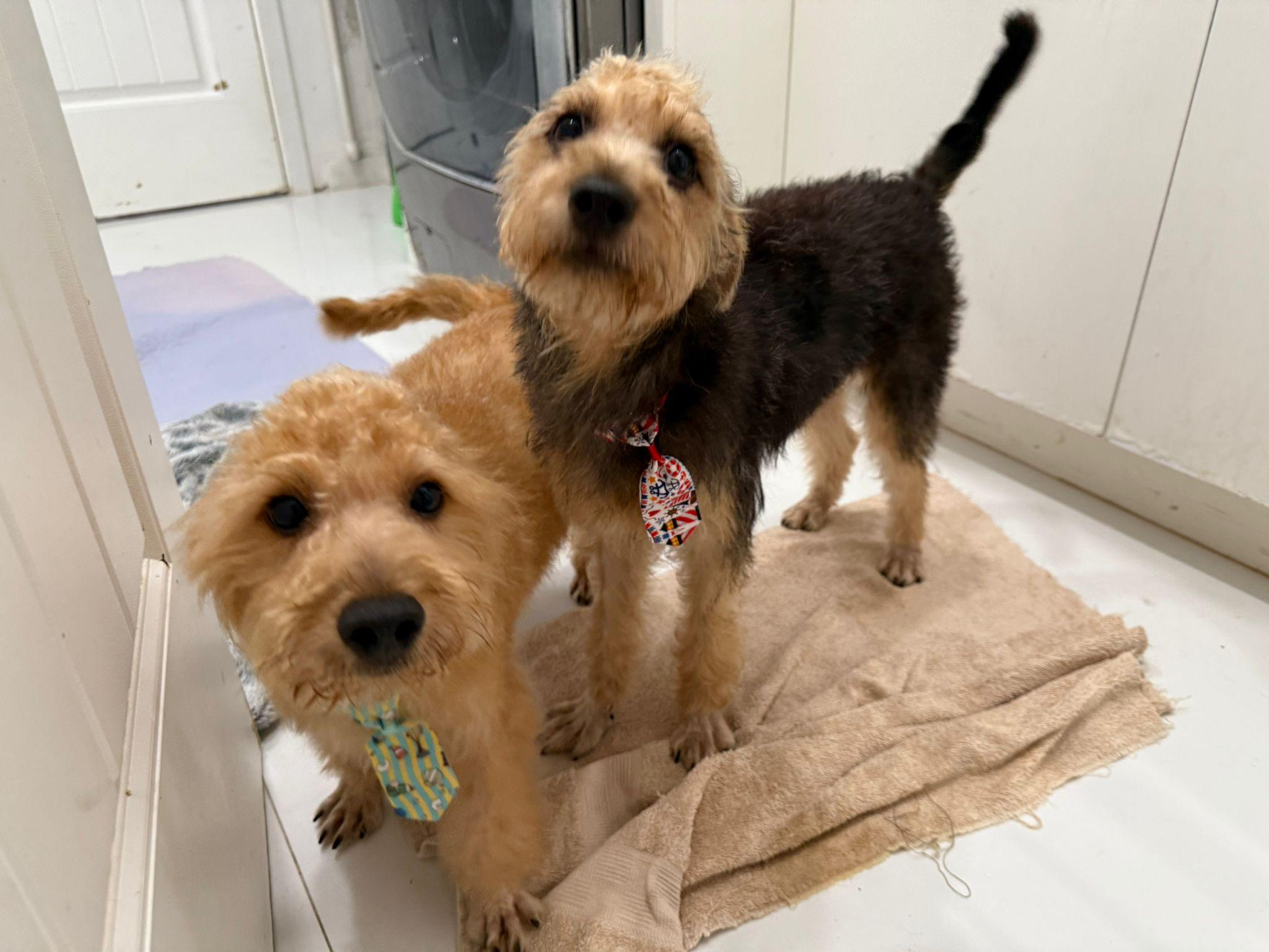 Luigi, an adoptable Goldendoodle in Miami, FL, 33144 | Photo Image 3