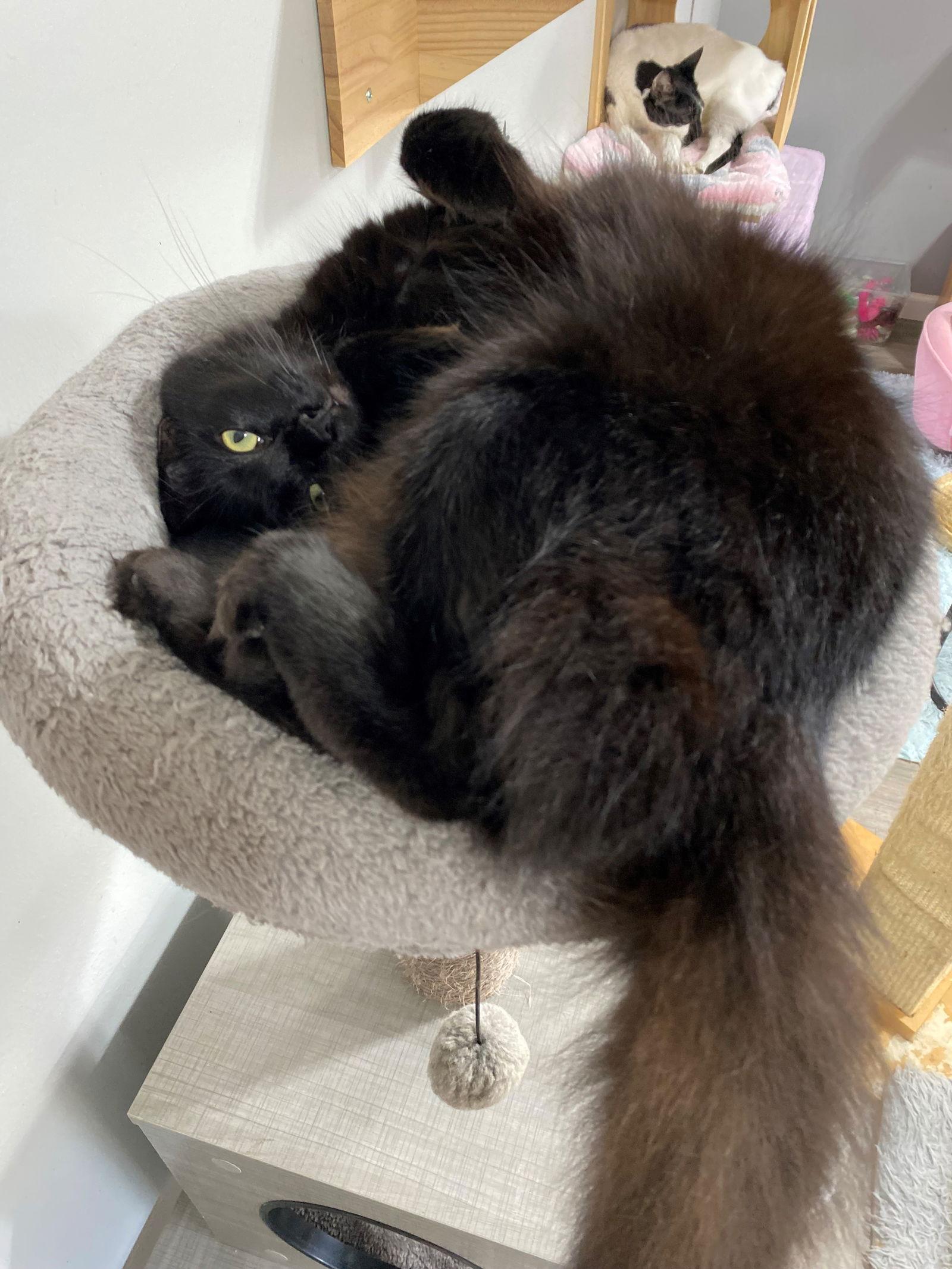 SAGE, Adoptable, Adult Female Domestic Long Hair.