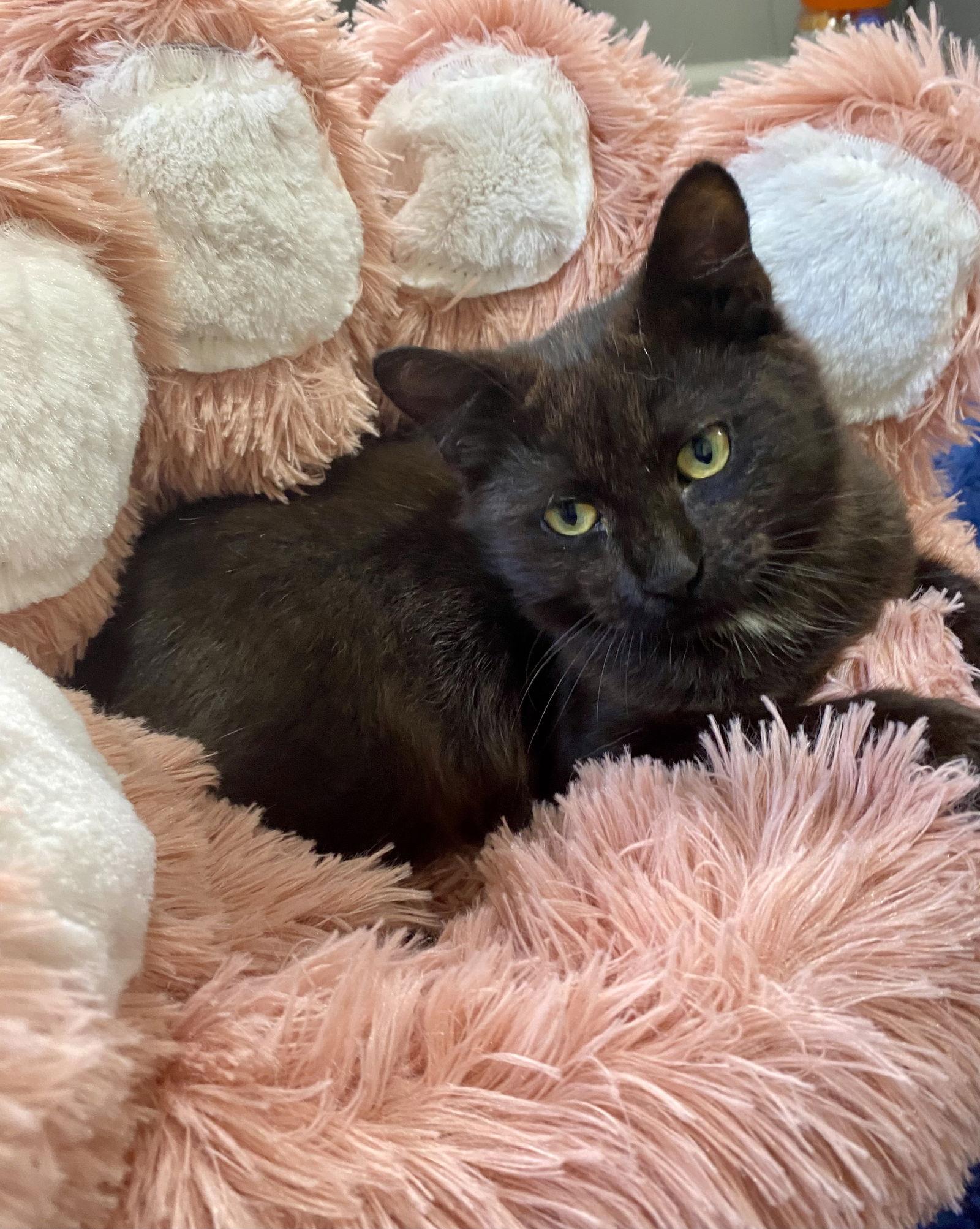 Enlarge SAGE, a Adoptable Domestic Long Hair in Oakland Park, FL image 3/6