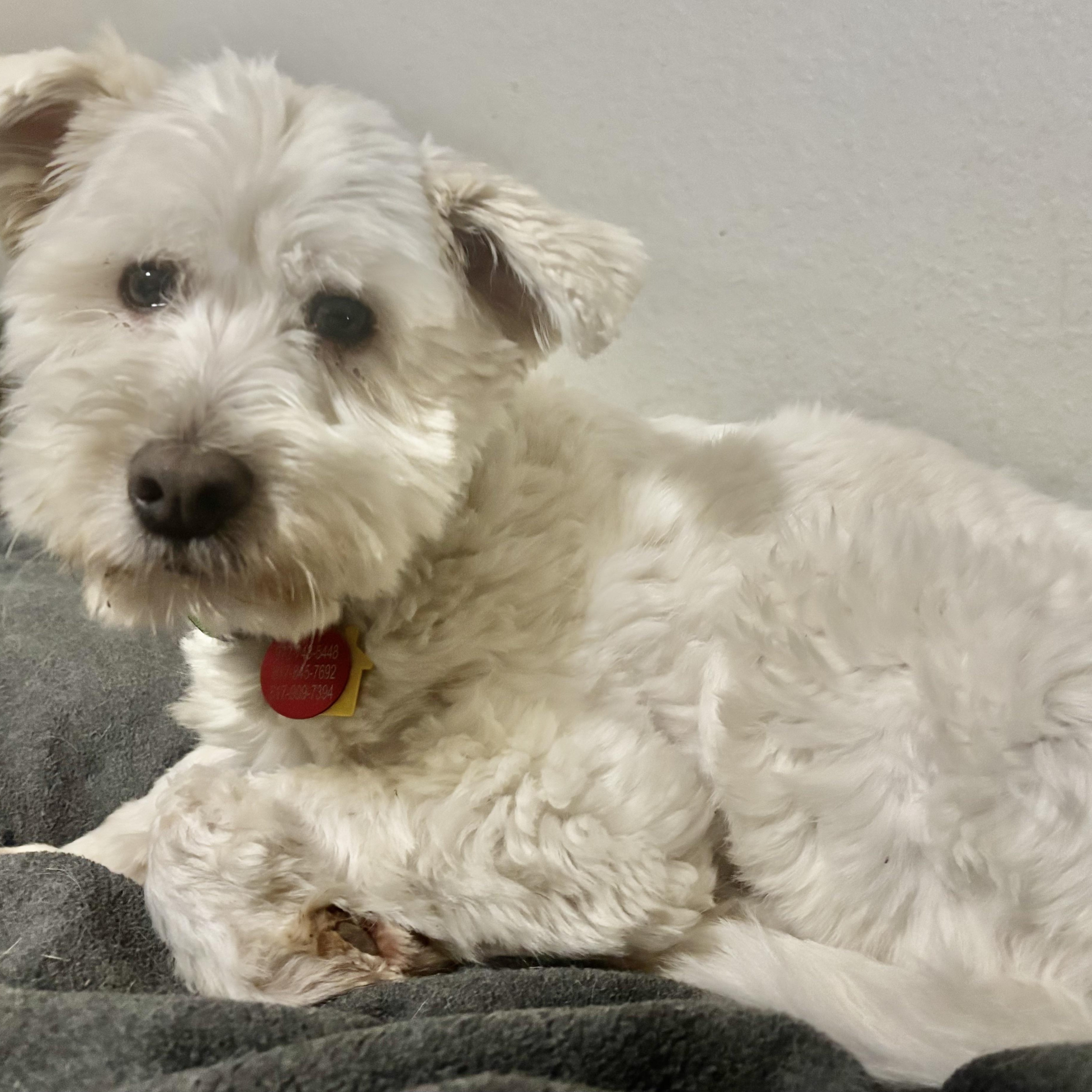 Grady Turner, Adoptable, Adult Male Maltipoo.