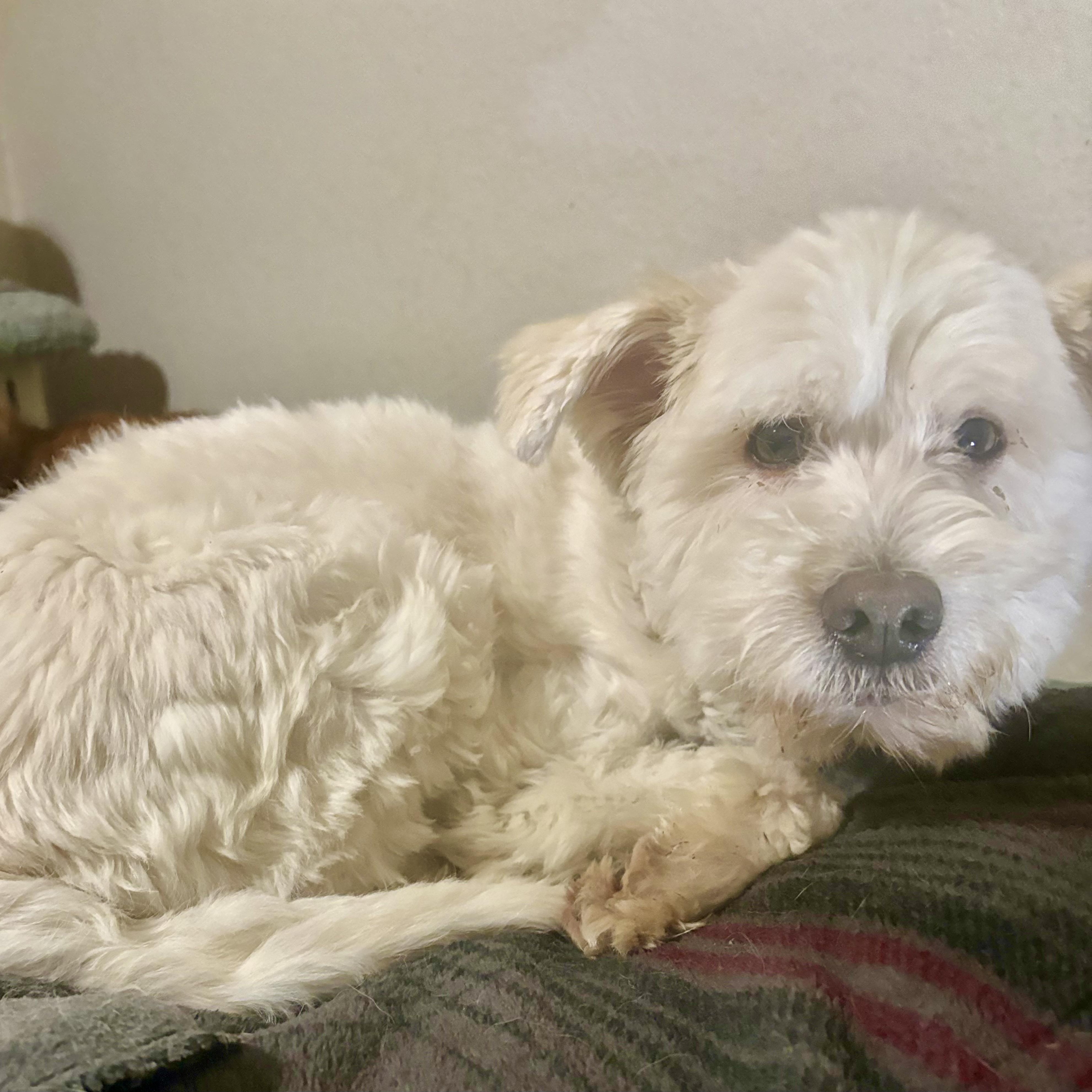 Enlarge Grady Turner, a Adoptable Maltipoo in Plano, TX image 2/3
