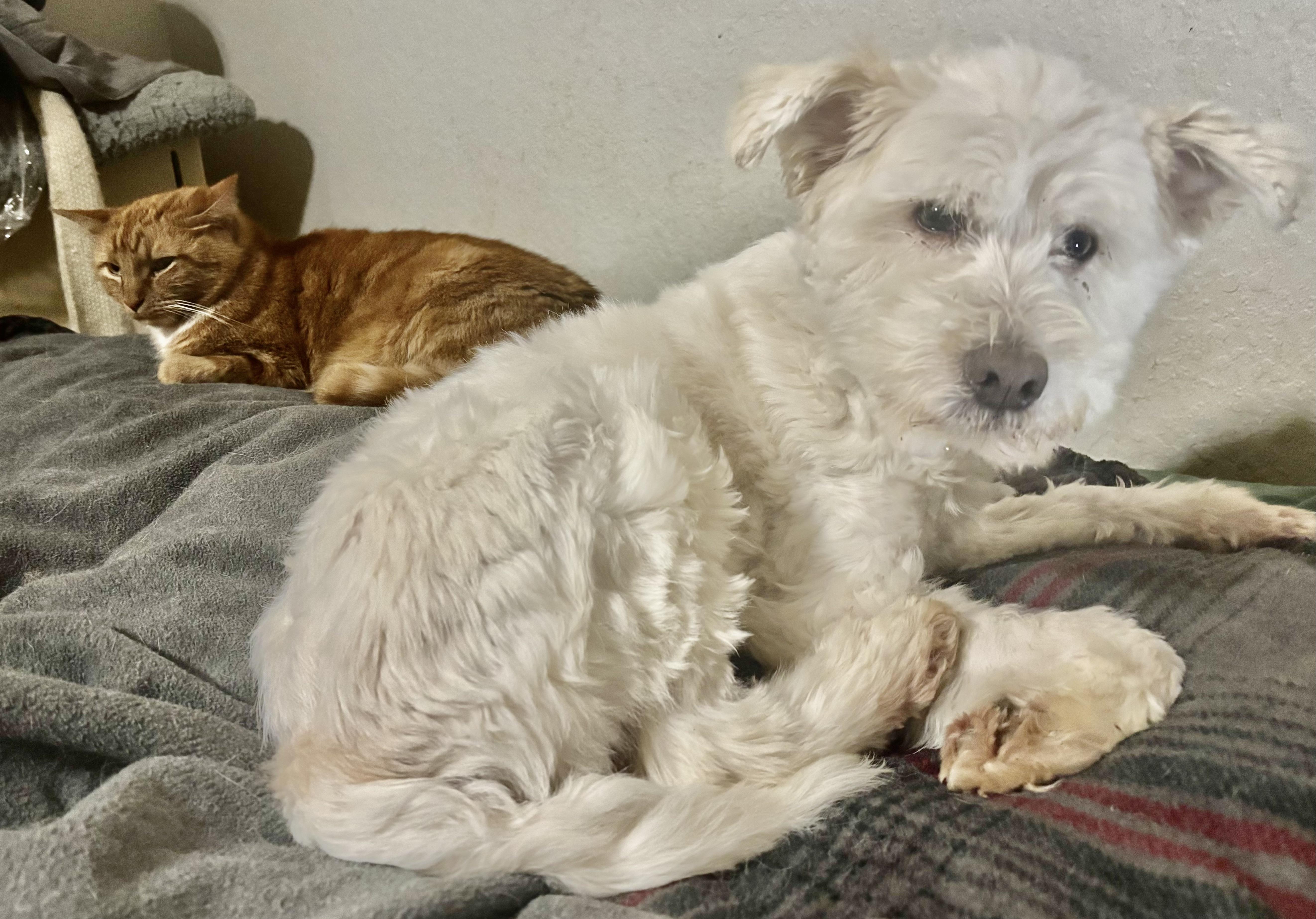 Enlarge Grady Turner, a Adoptable Maltipoo in Plano, TX image 3/3