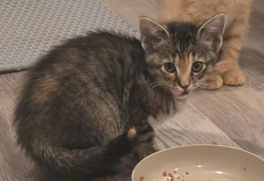 Isabeau Levito, a Adoptable mixed breed in Parkville, MD image 1/6