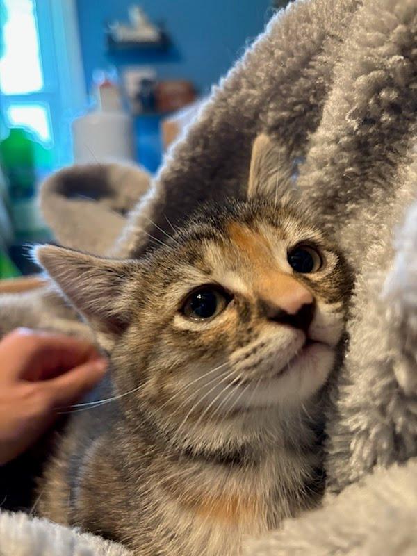 Isabeau Levito, a Adoptable mixed breed in Parkville, MD image 2/6